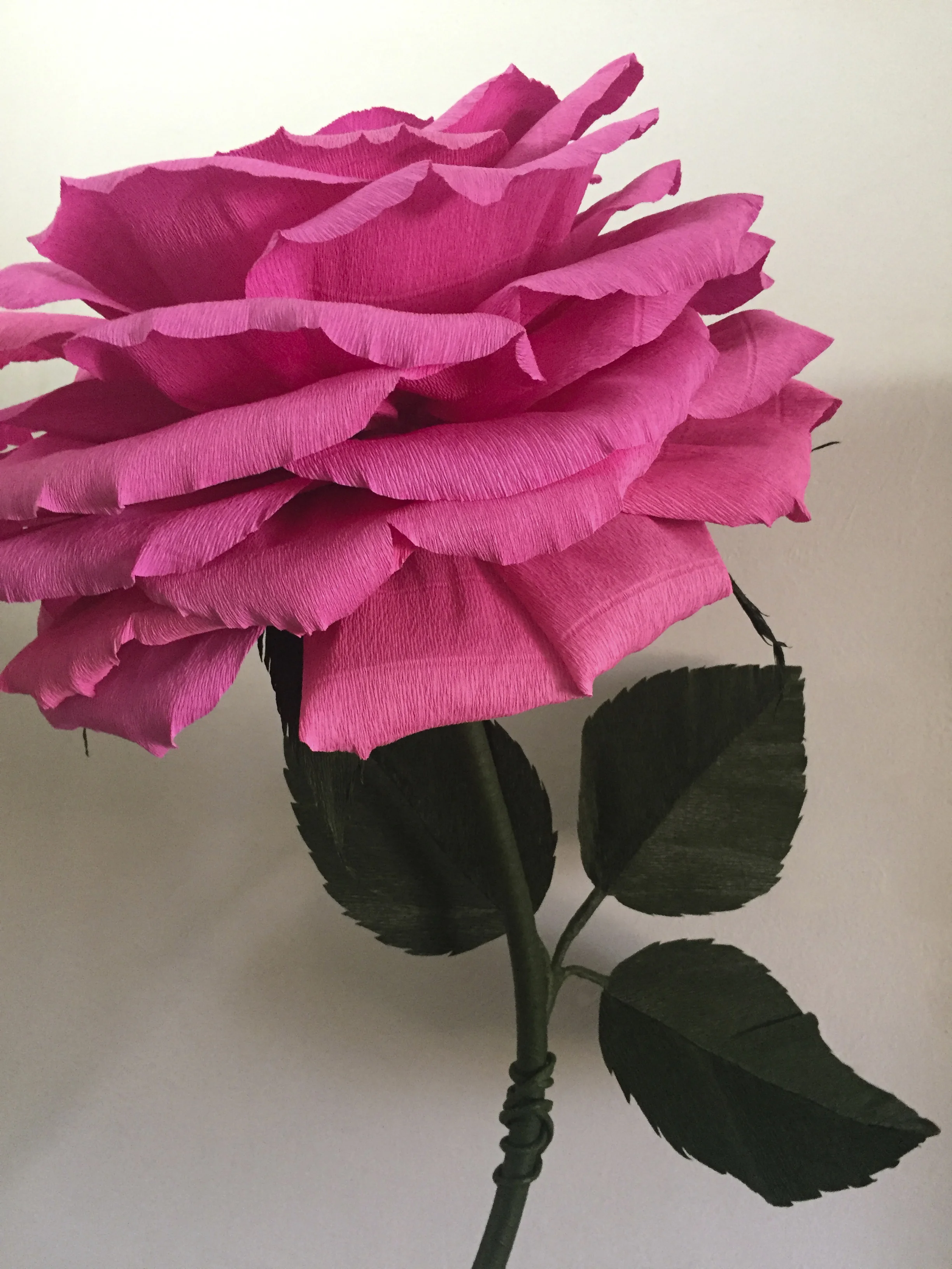 Pink Rose 8.1.jpg