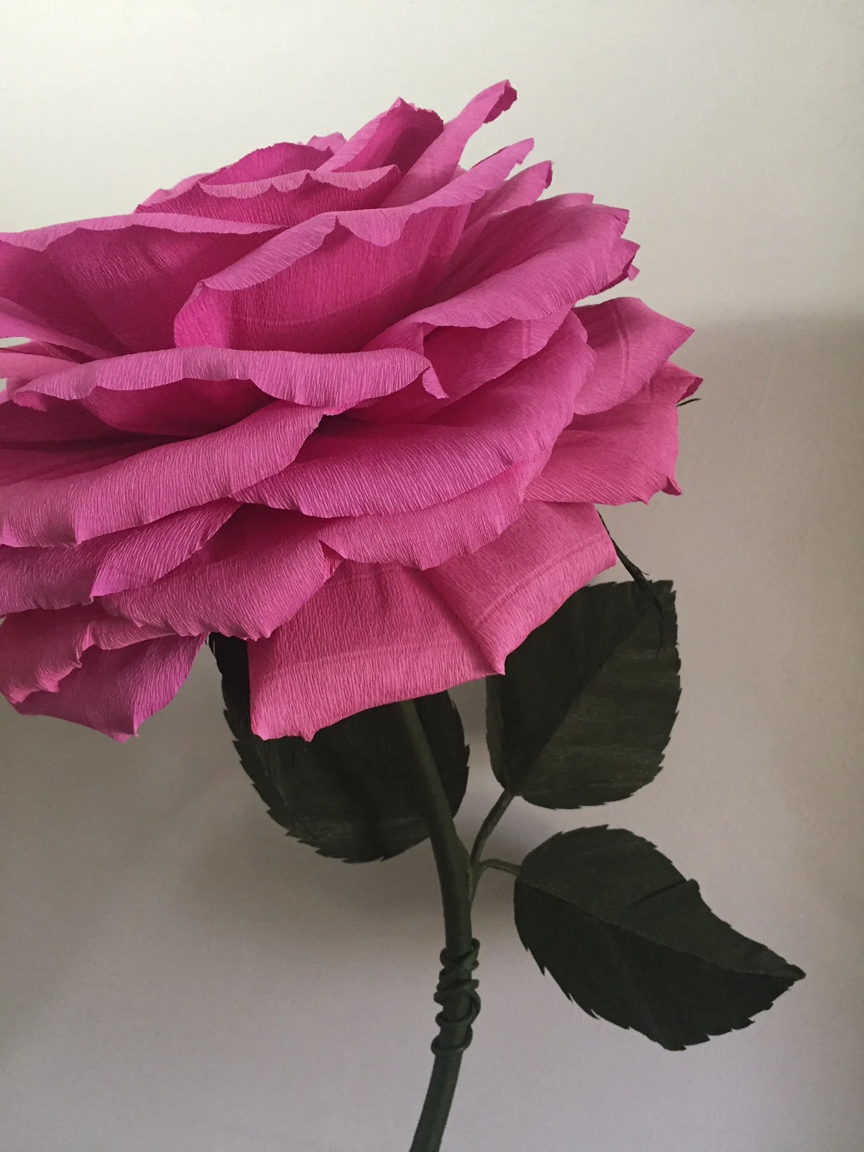Pink Rose 10.JPG
