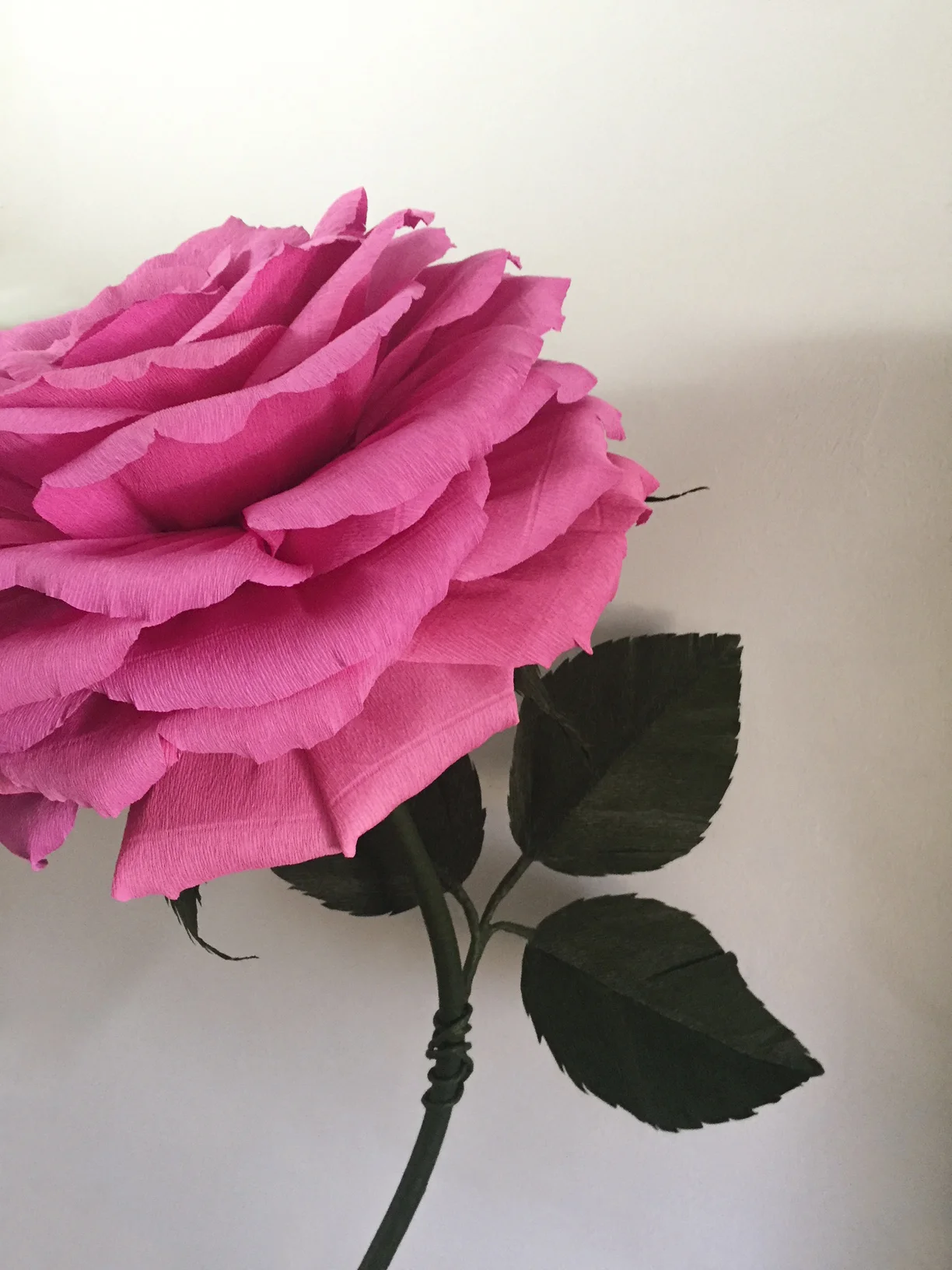 Pink Rose 9.2.jpg
