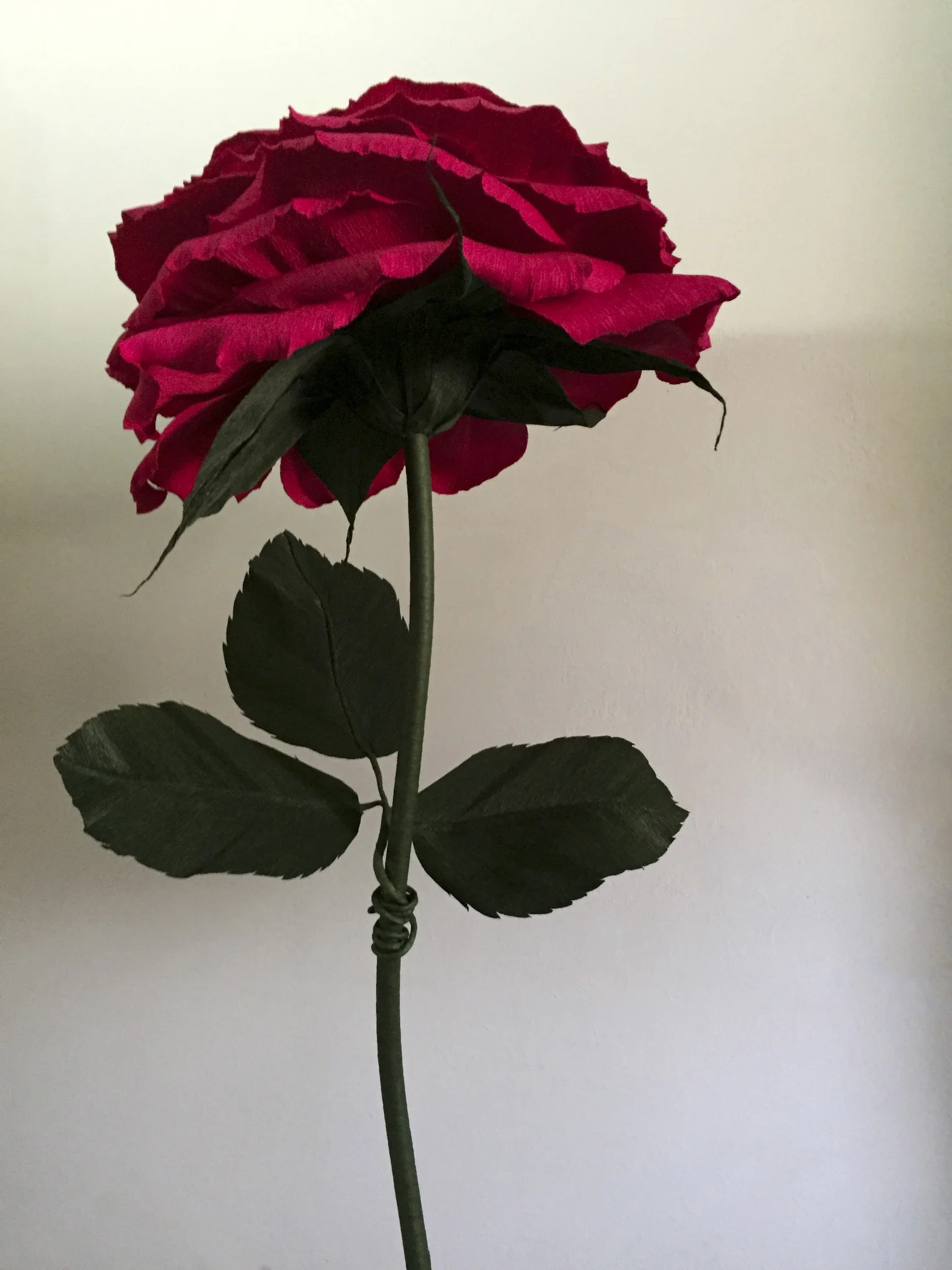 Red Rose 13.1.jpg
