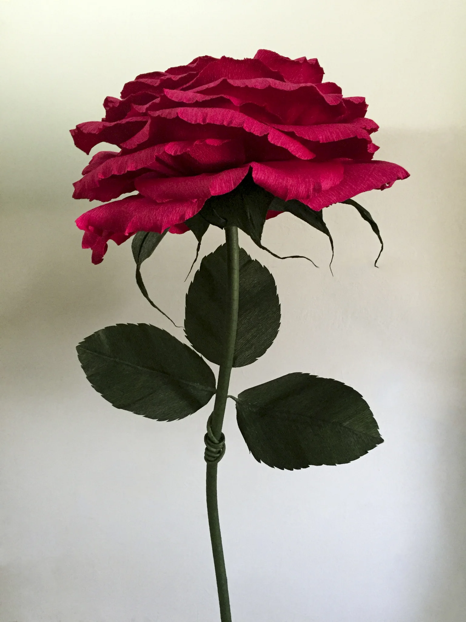Red Rose 6.6.jpg