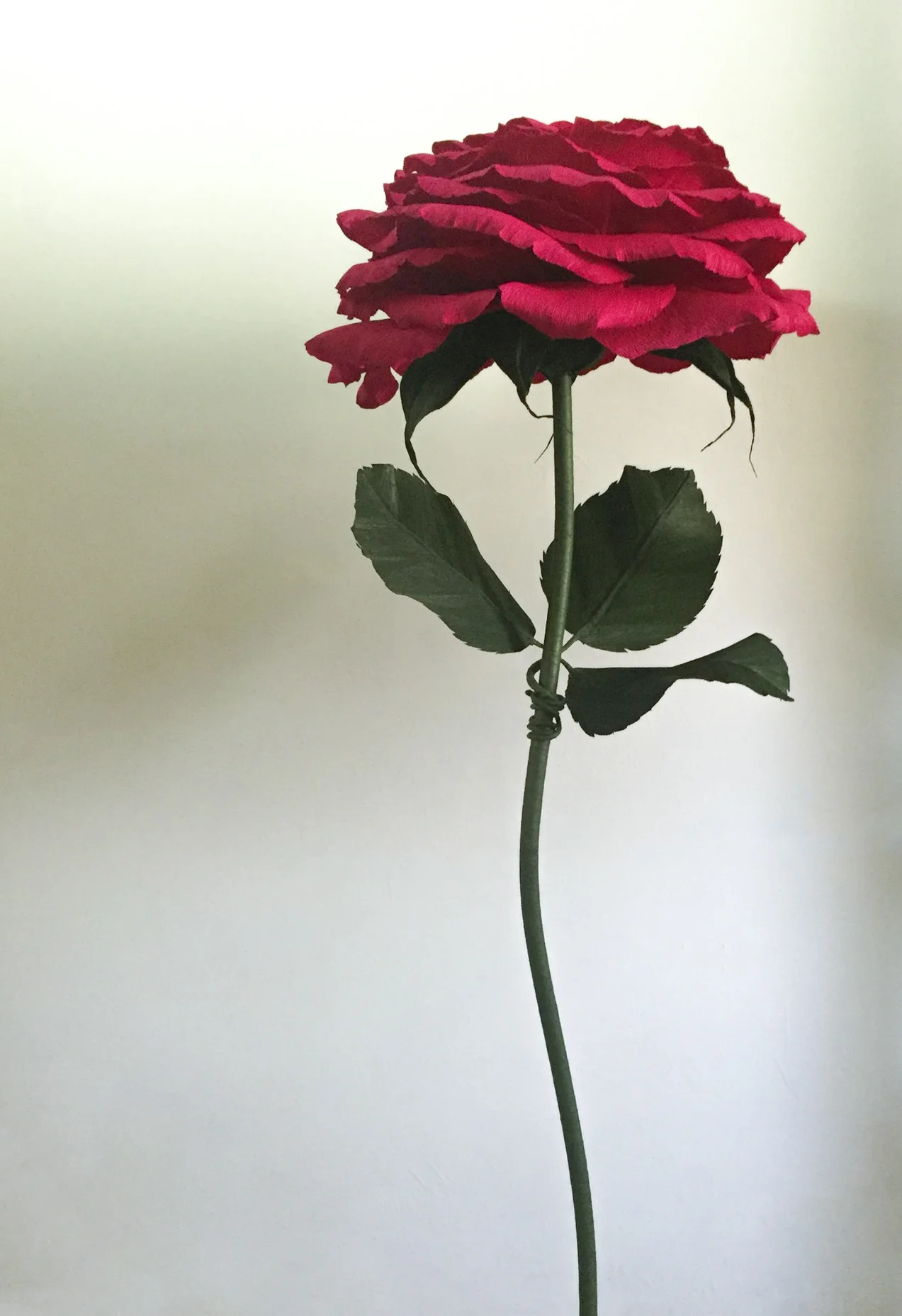Red Rose 2.3.jpg