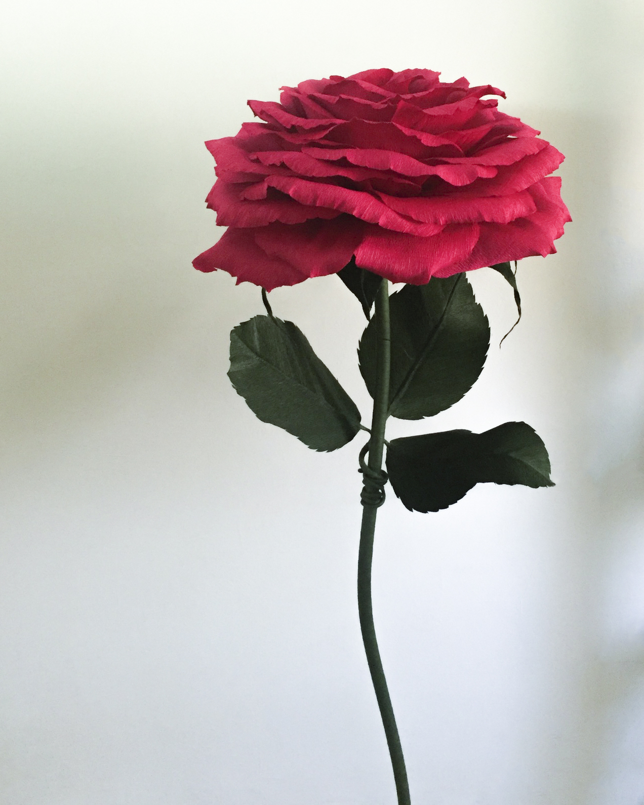 Red Rose 3.4.jpg