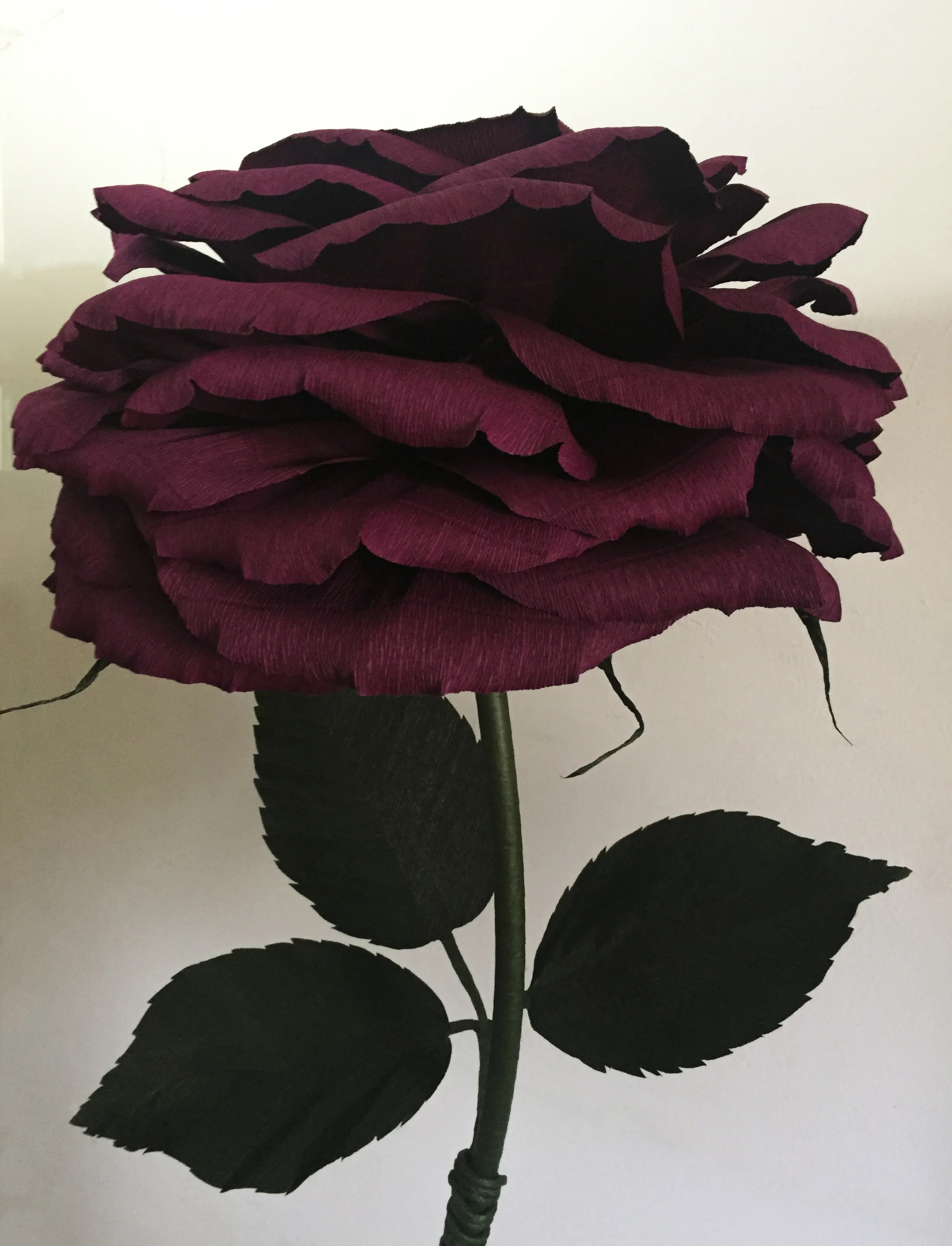 Wine Rose 4.1.jpg