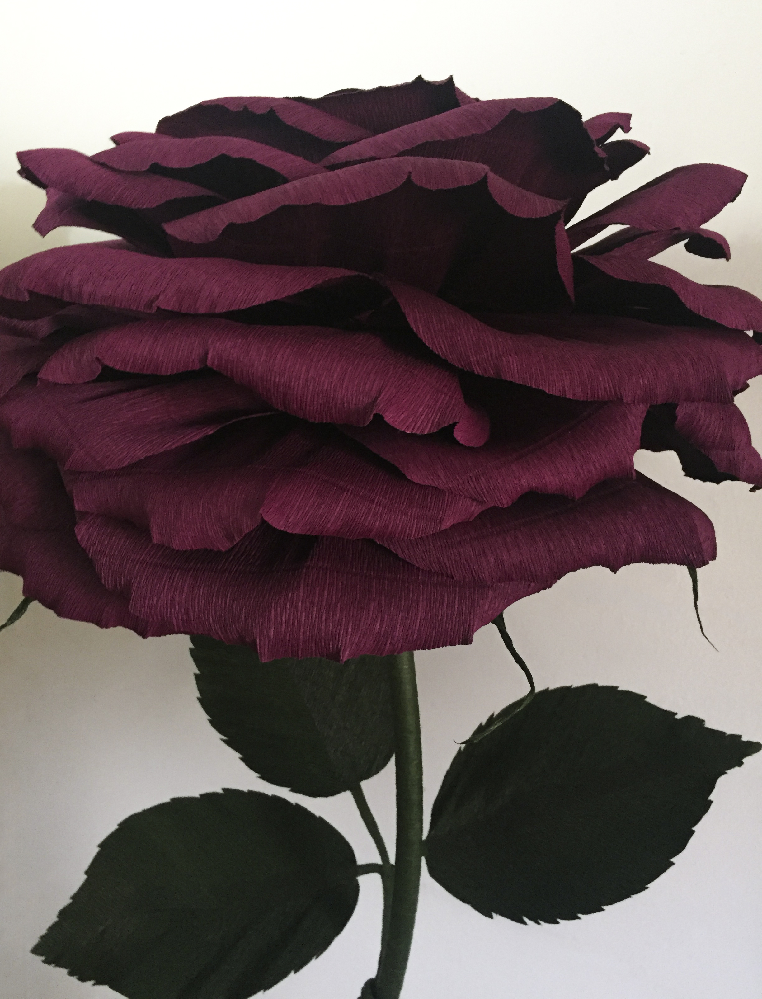 Wine Rose 3.1.jpg