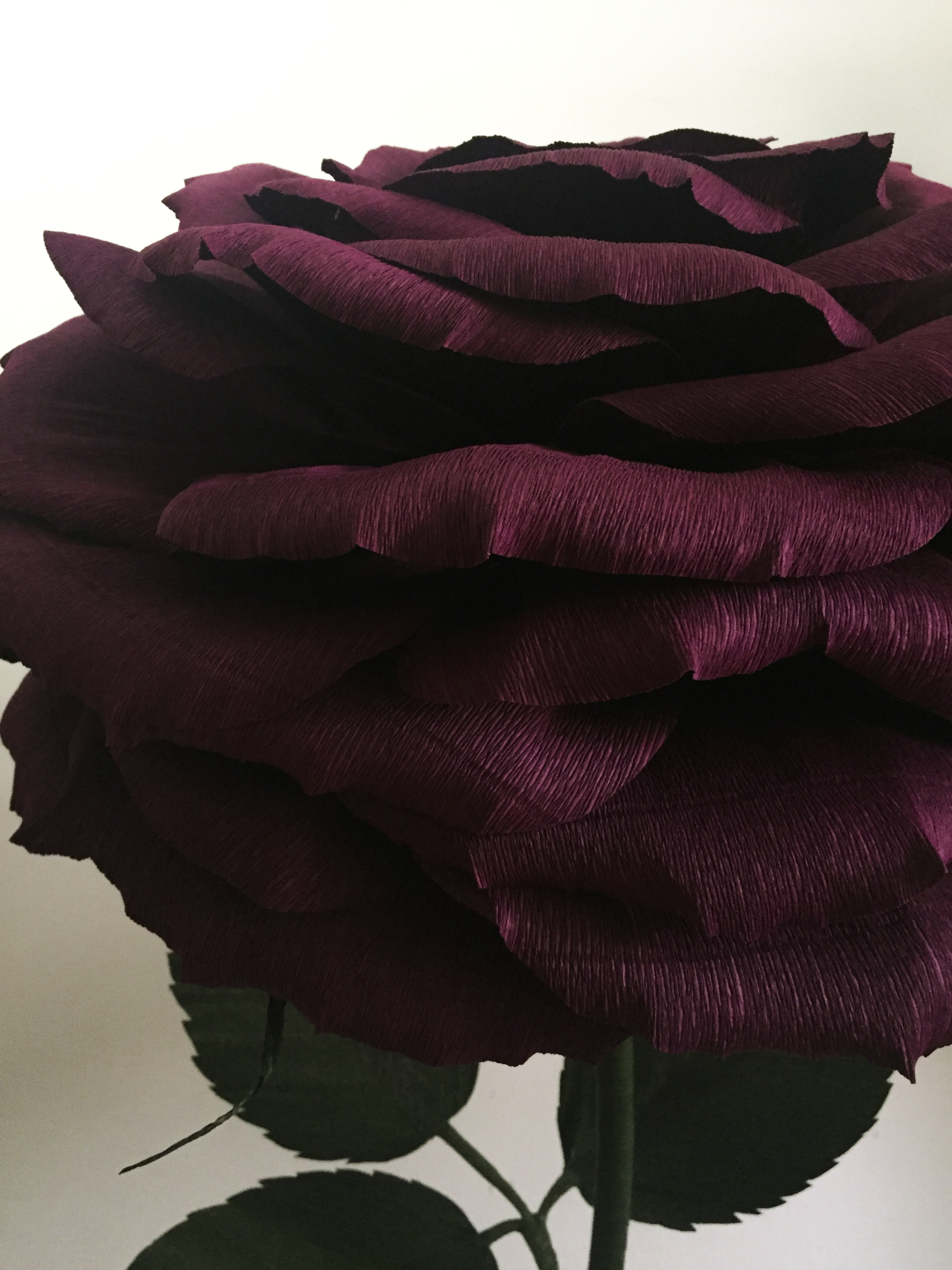 Wine Rose 6.1.jpg