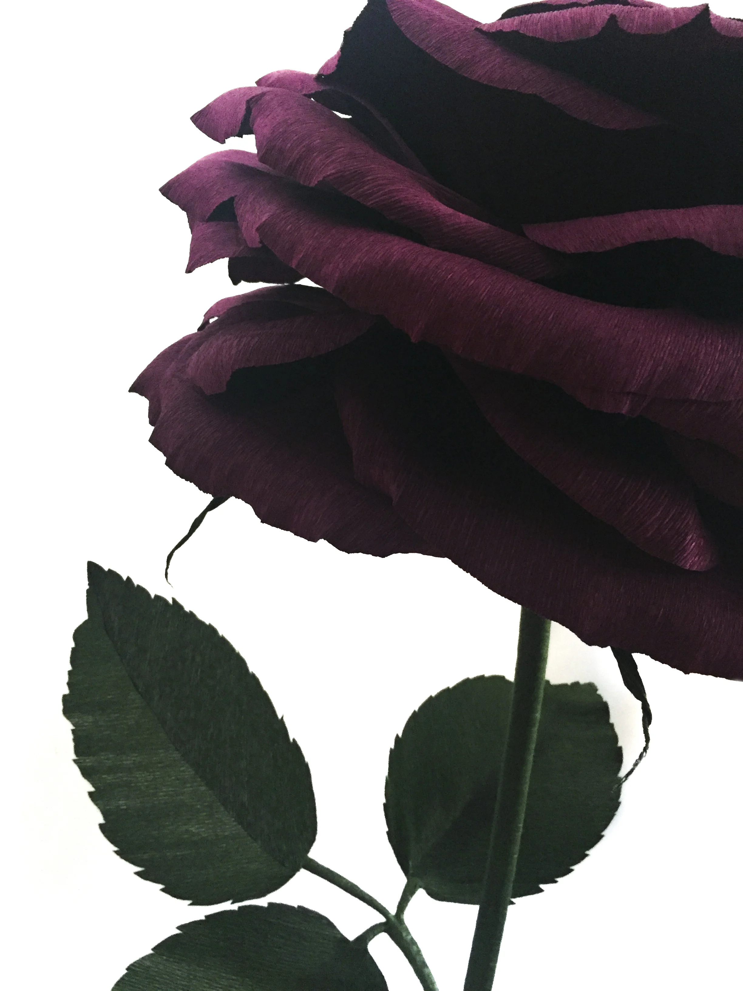 Wine Rose 7.2.jpg