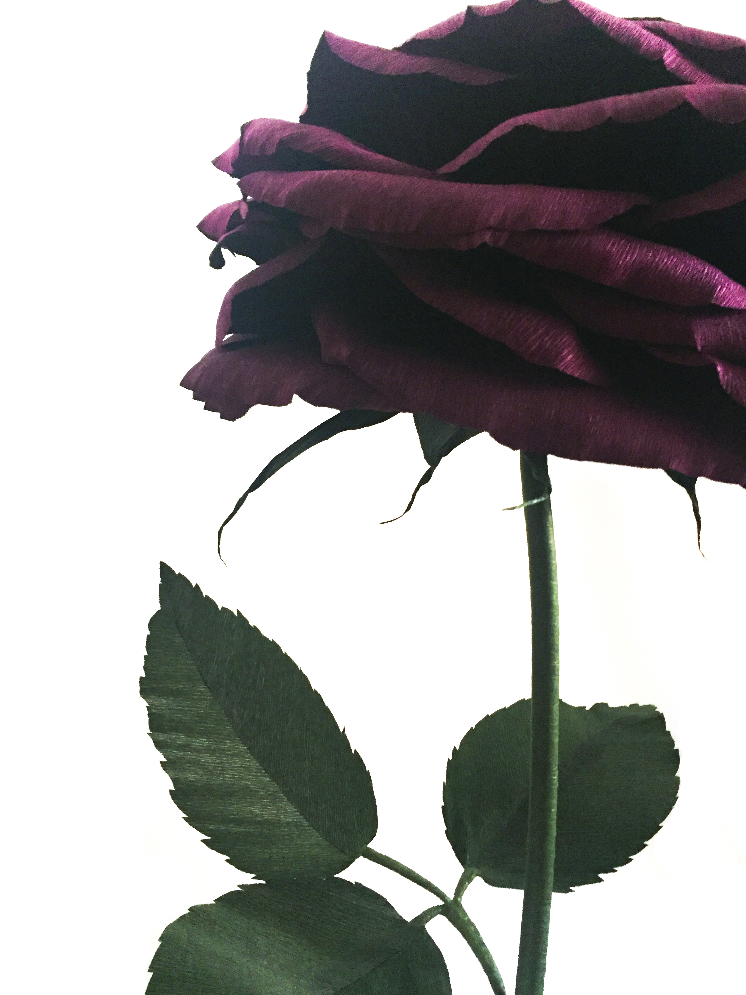 Wine Rose 8.2.jpg