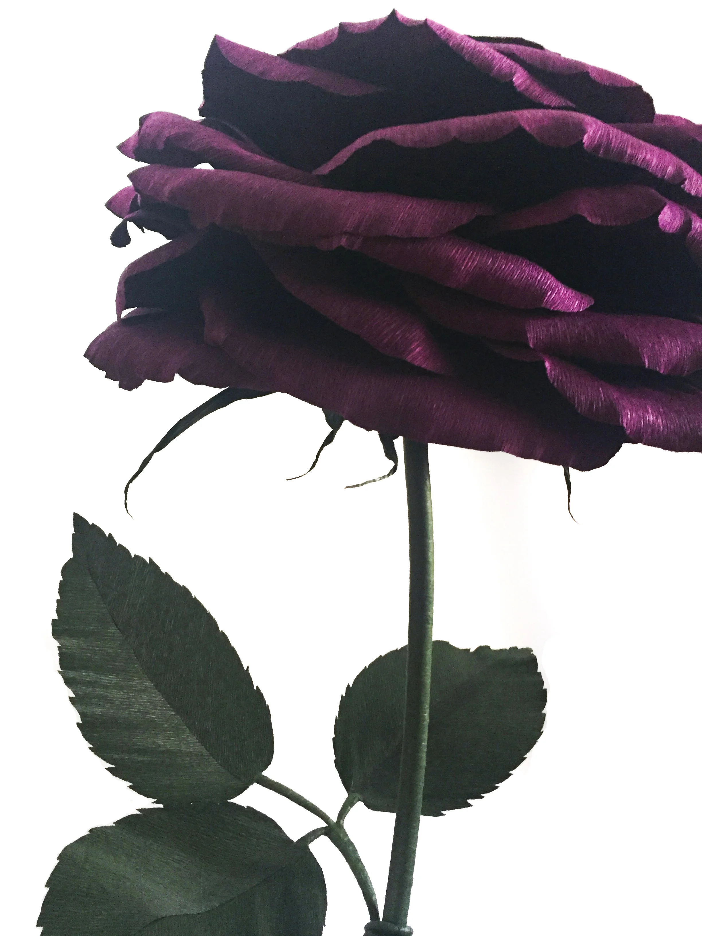 Wine Rose 9.5.jpg