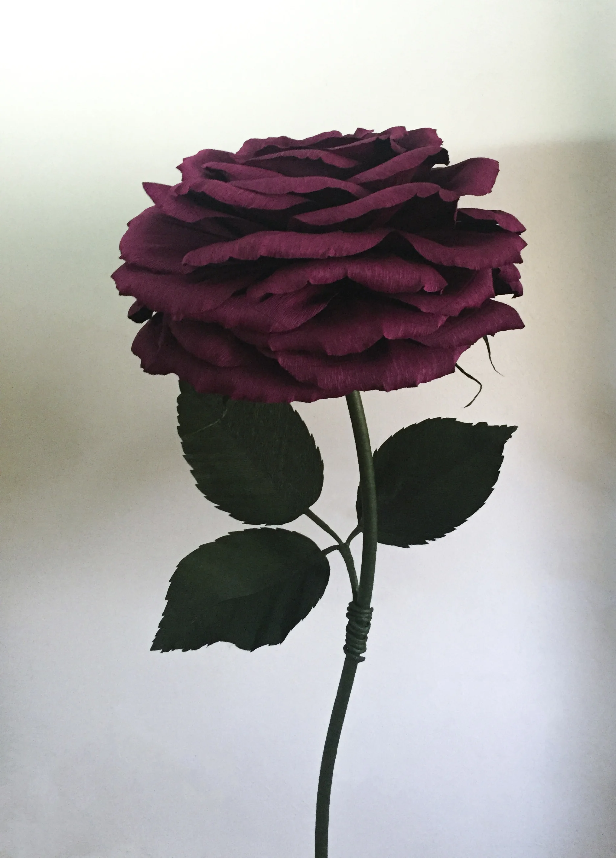 Wine Rose 15.3.jpg