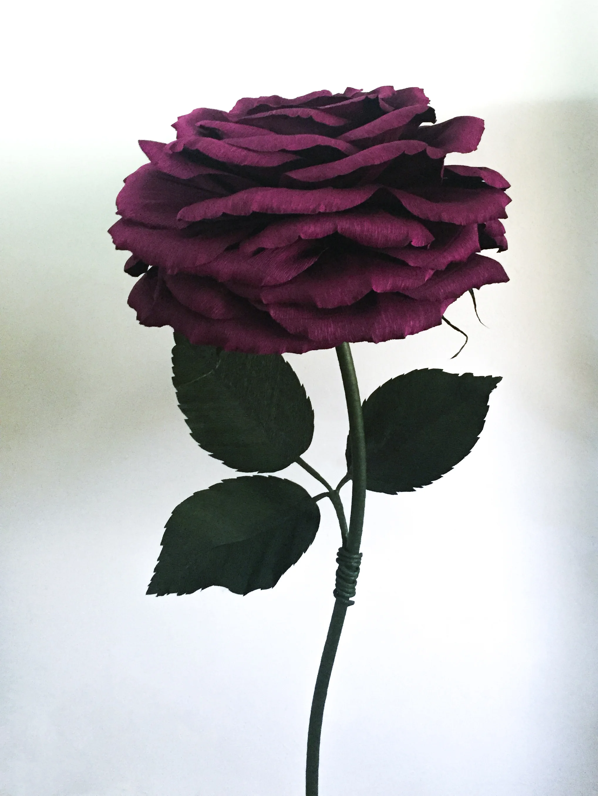Wine Rose 15.4.jpg