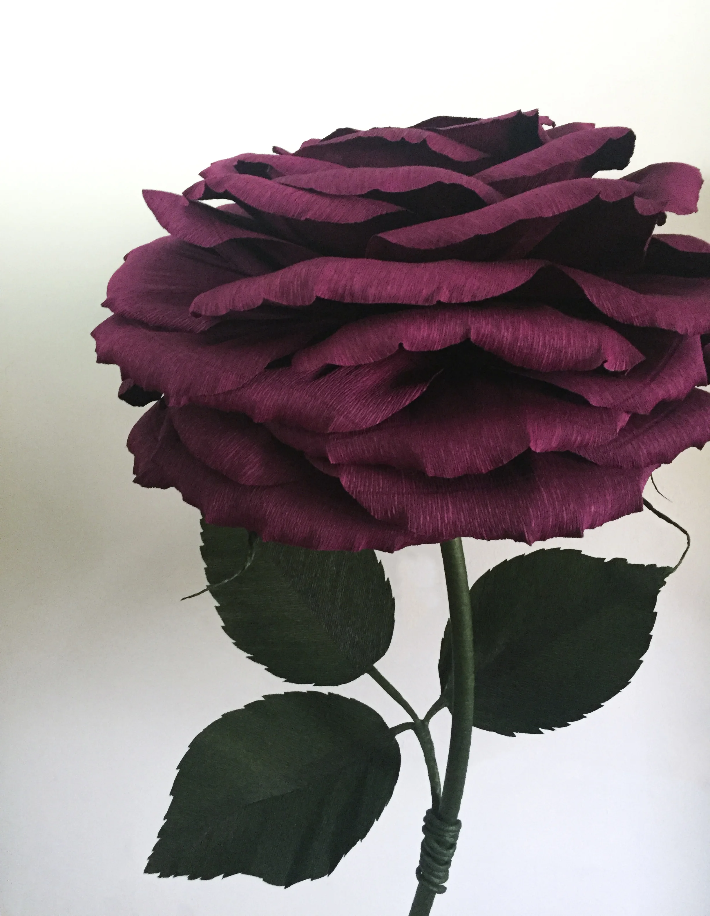 Wine Rose 17.1.jpg