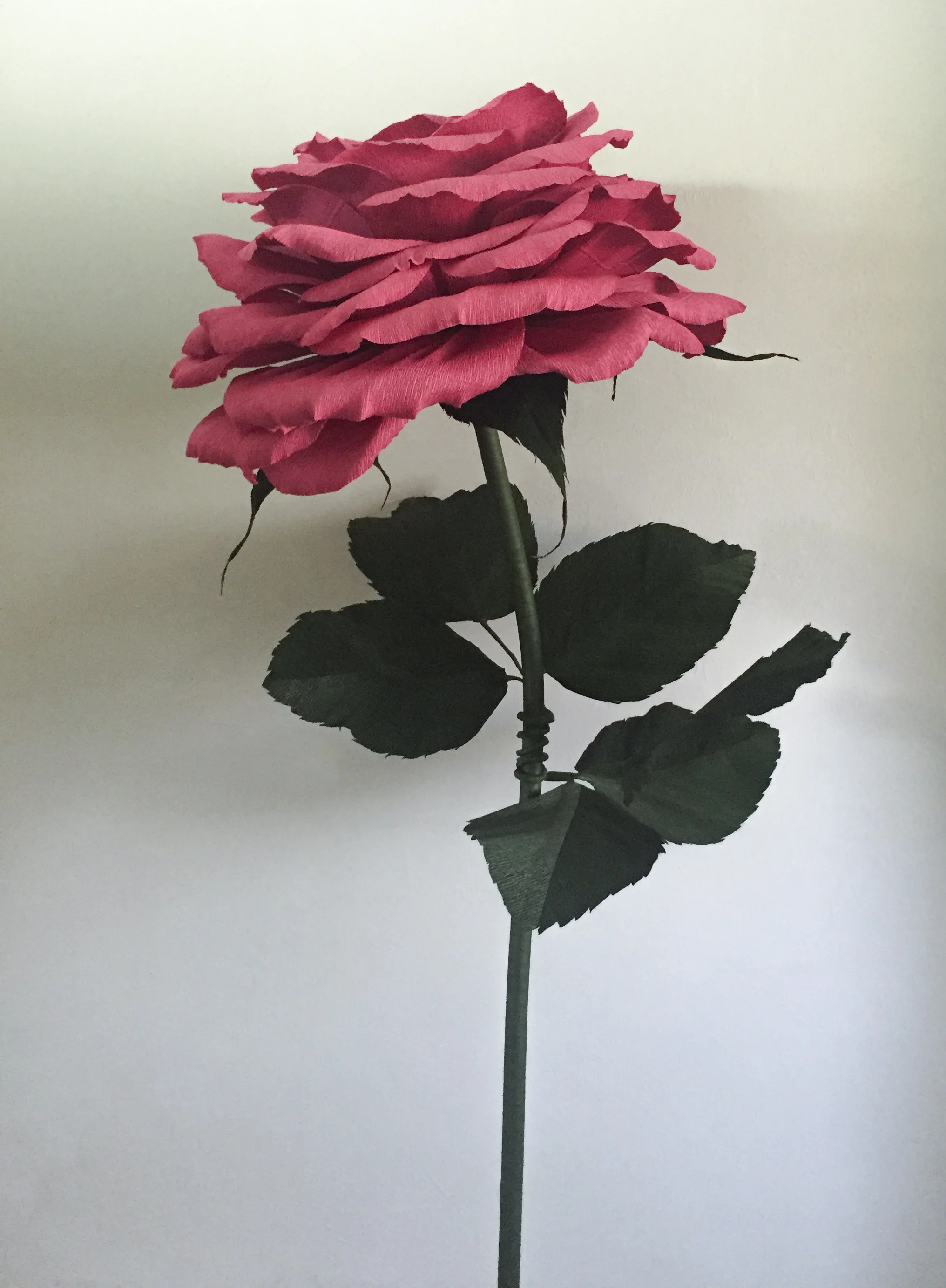 Dusty Rose 6.4.jpg