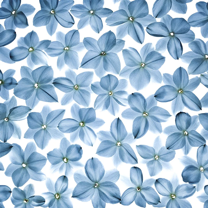 Blue Narcissus 2-04-18 for Website.jpg