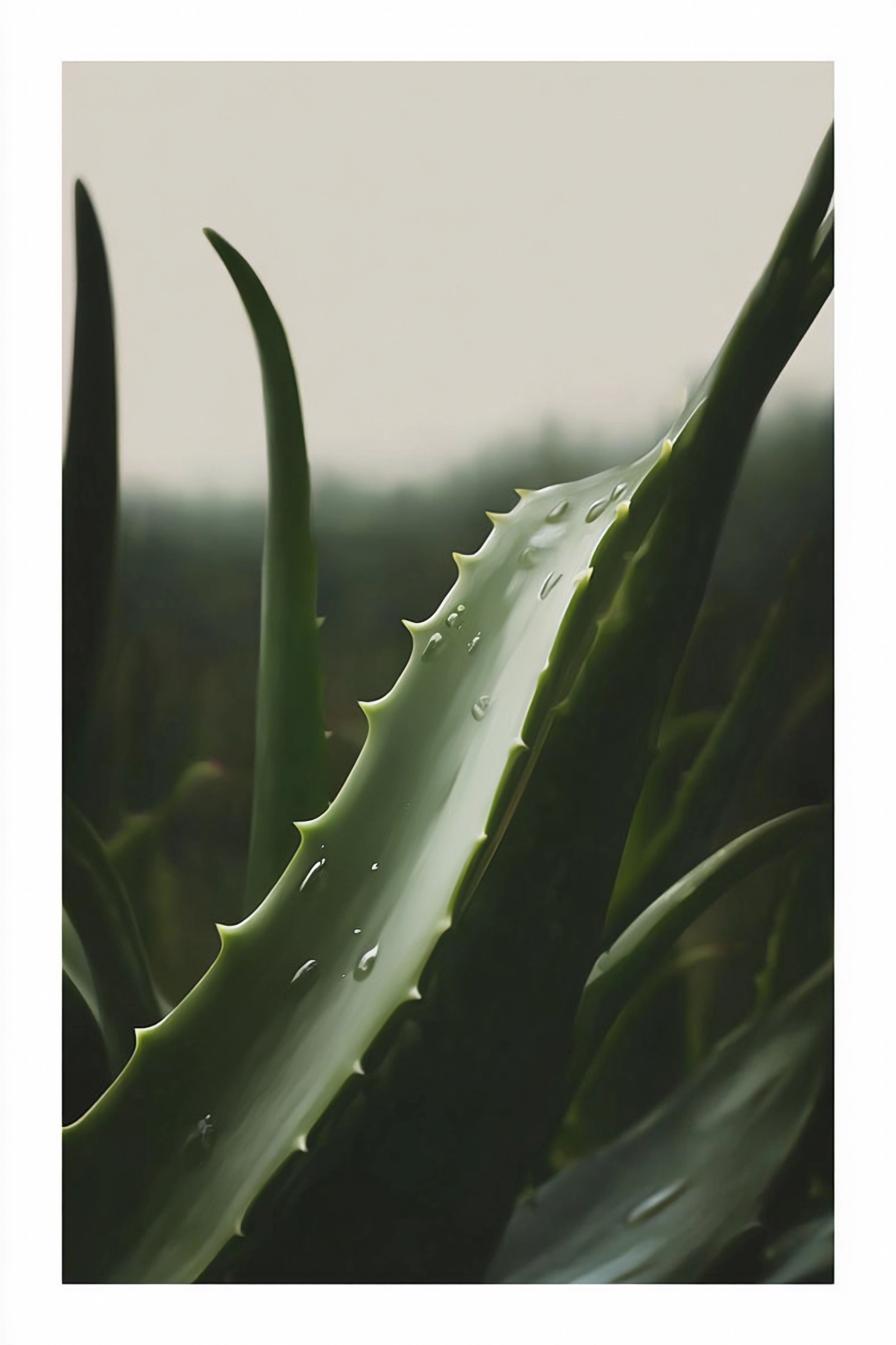 AloeVera_4.png