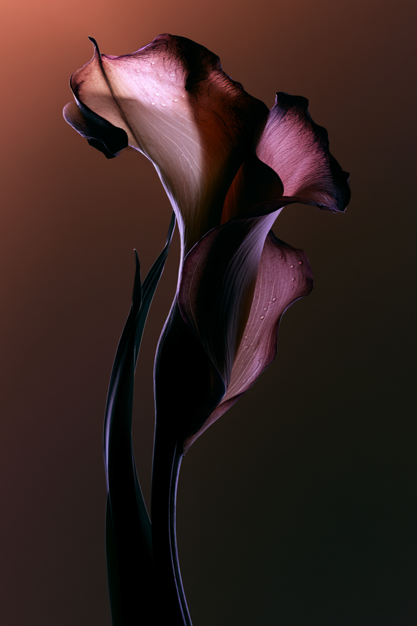Golden+Veil+%E2%80%94+Fragrance+Botanical_Schlott_1.png