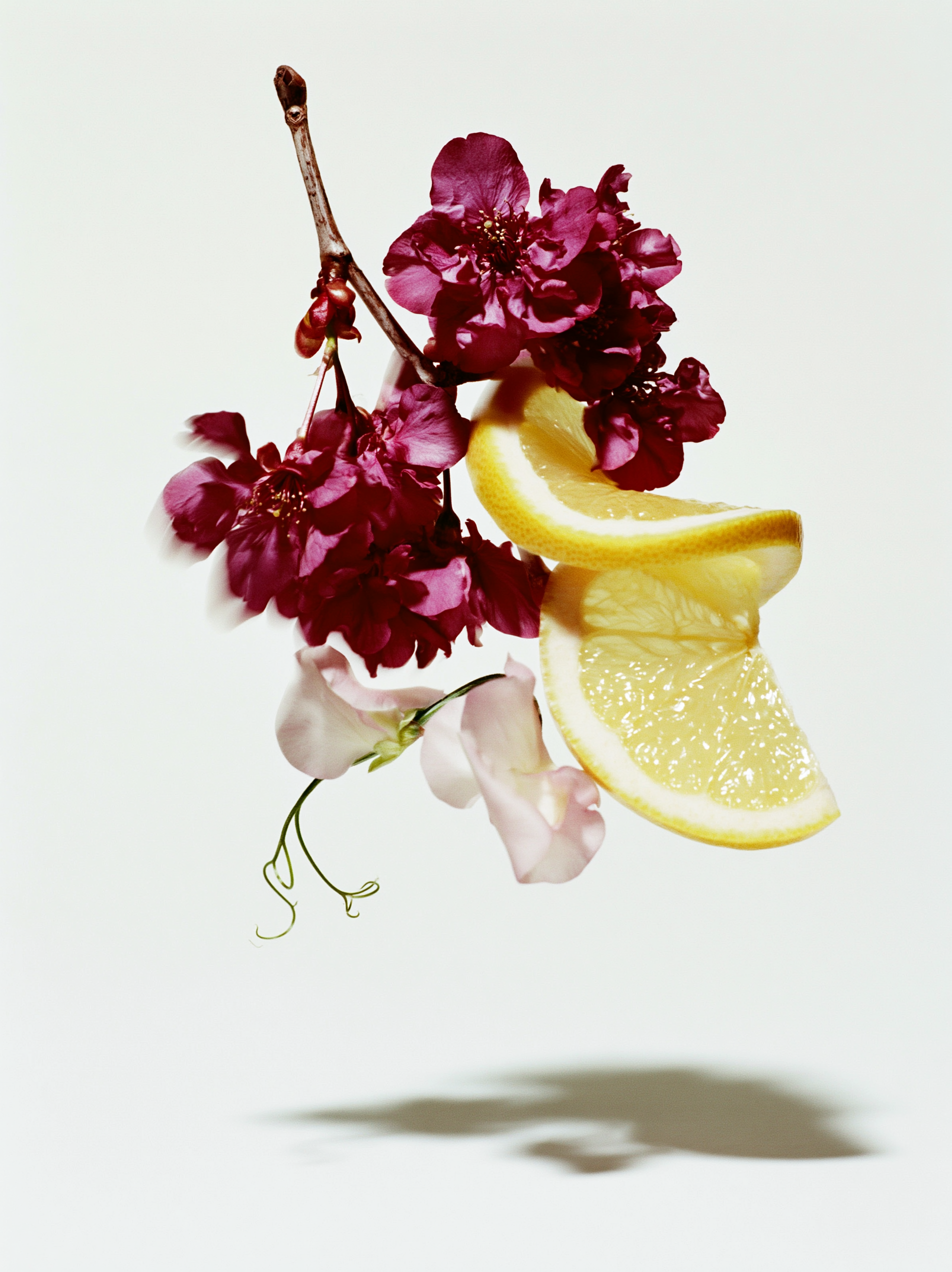 Schlotterhose_Botanicals_4.png