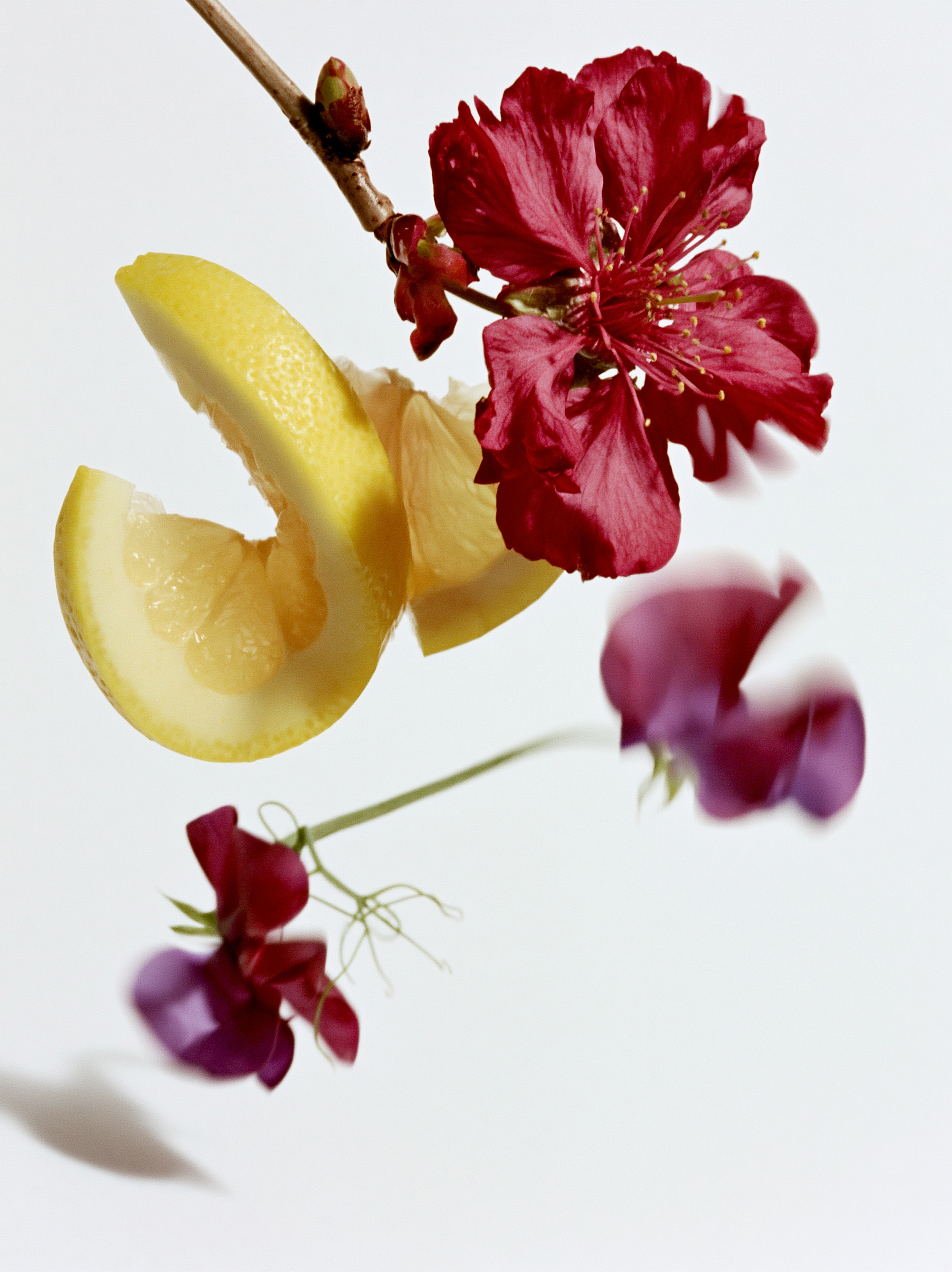 Schlotterhose_Botanicals_5.png