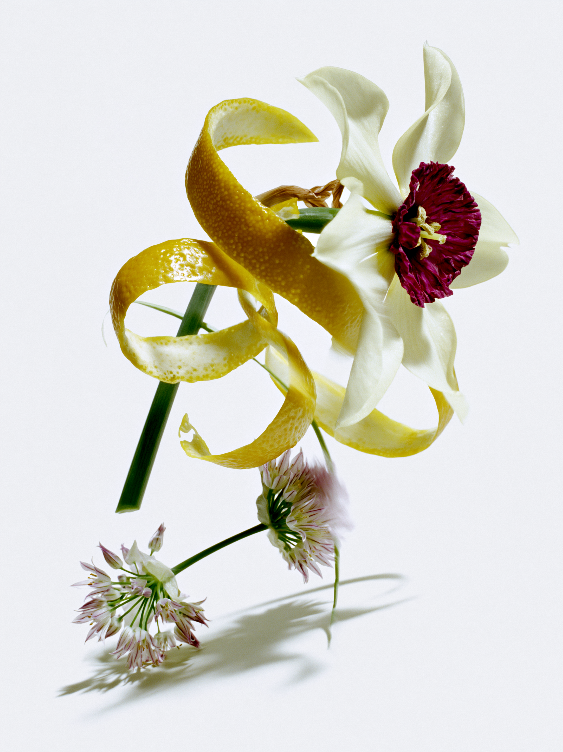 Schlotterhose_Botanicals_6.png