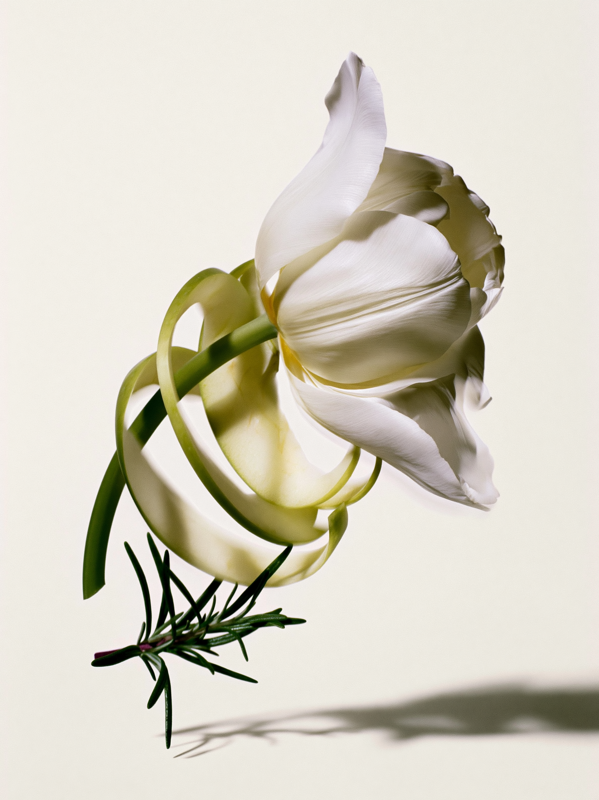 Schlotterhose_Botanicals_7.png