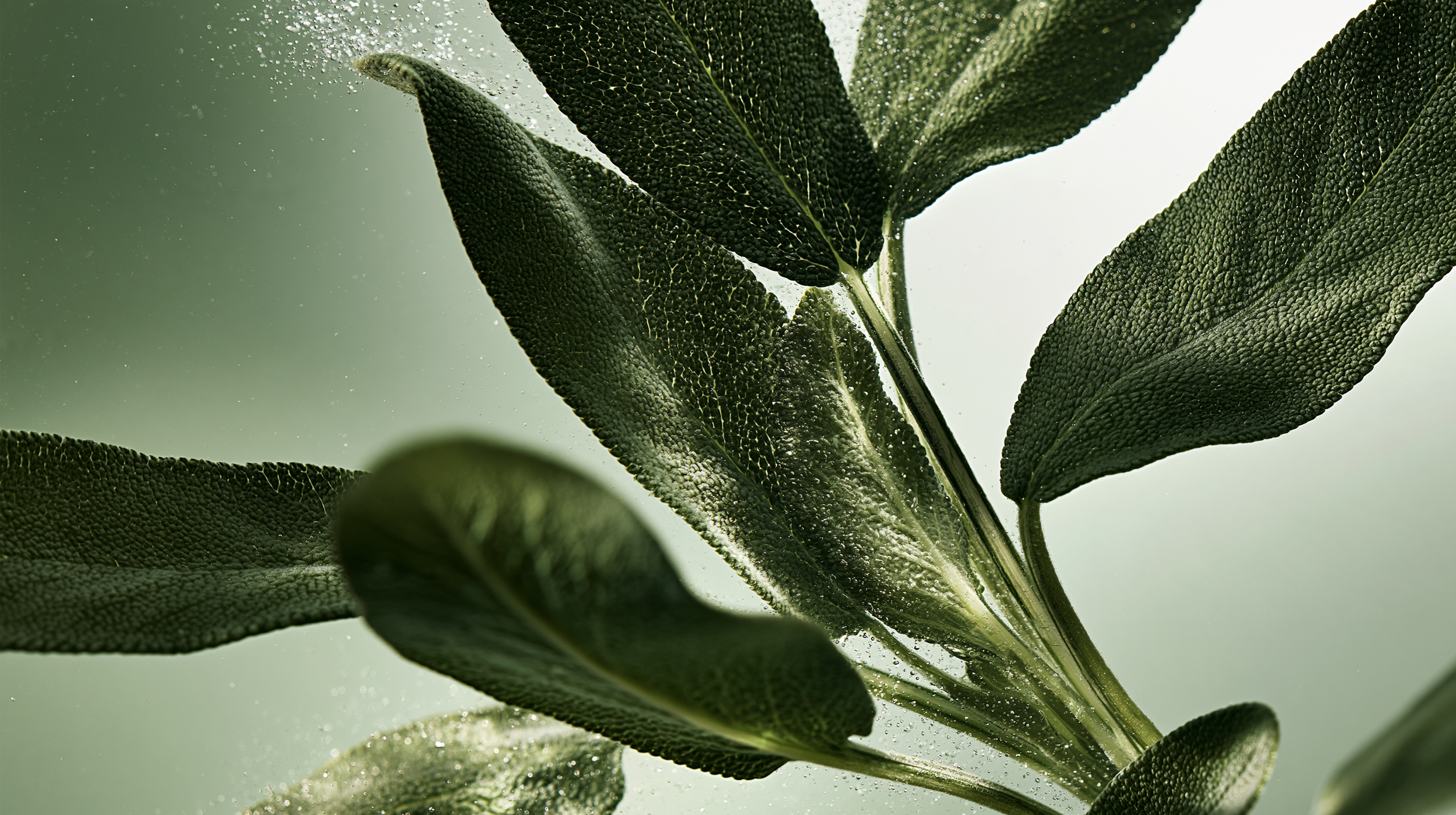 Sage_Botanical_3.png