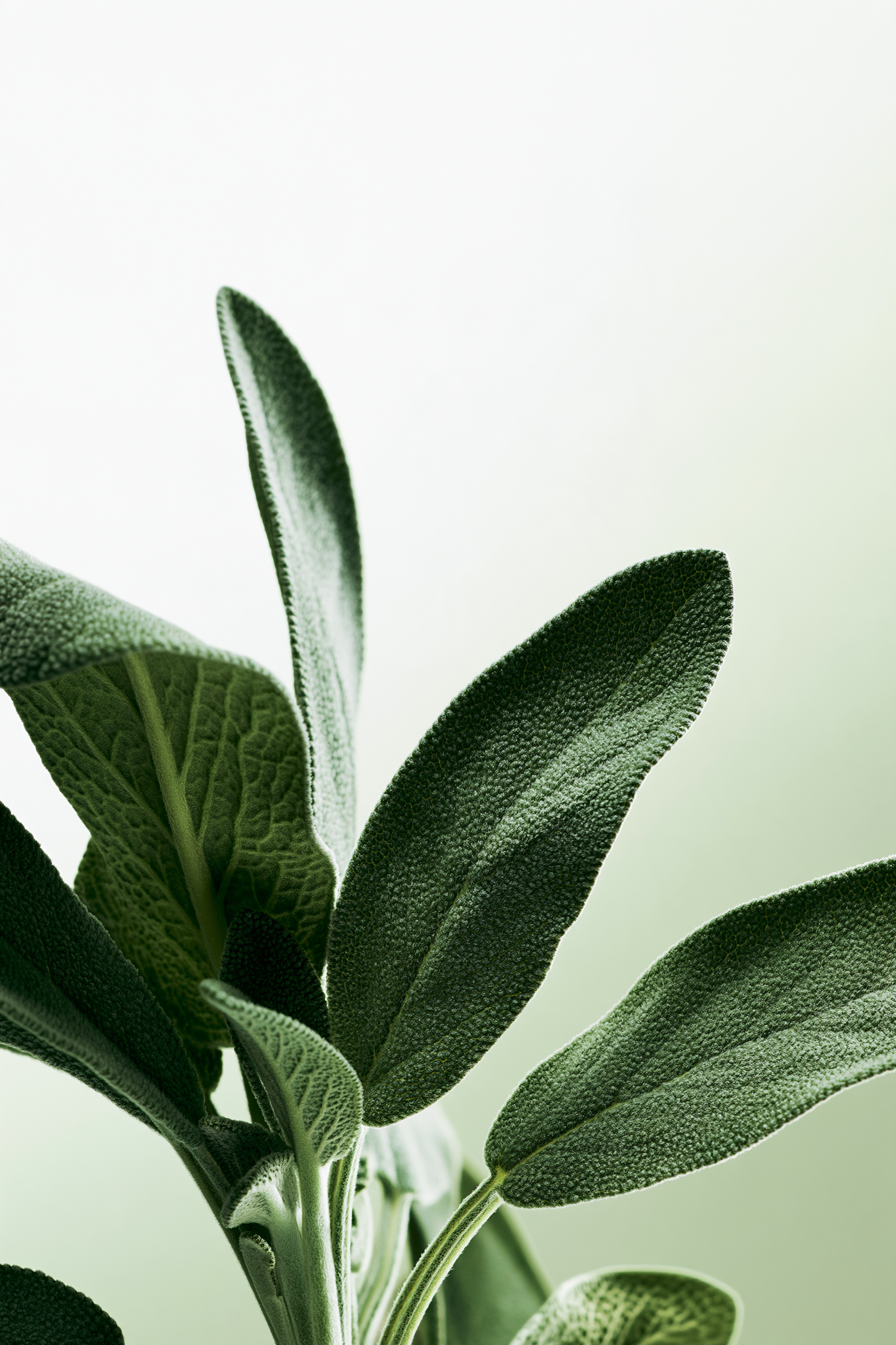 Sage_Botanical_5.png
