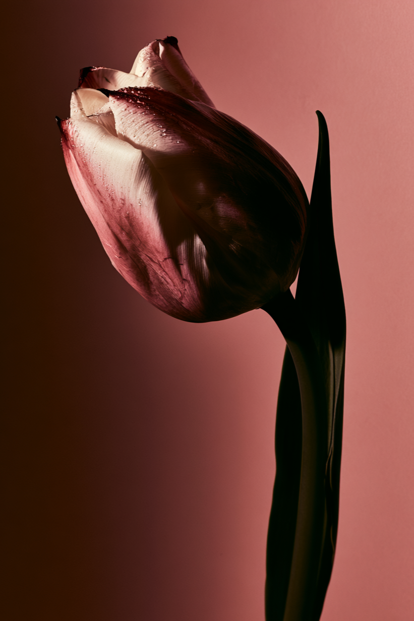 Velvet+Tulip+%E2%80%94+Fragrance+Botanical_Schlott_1.png