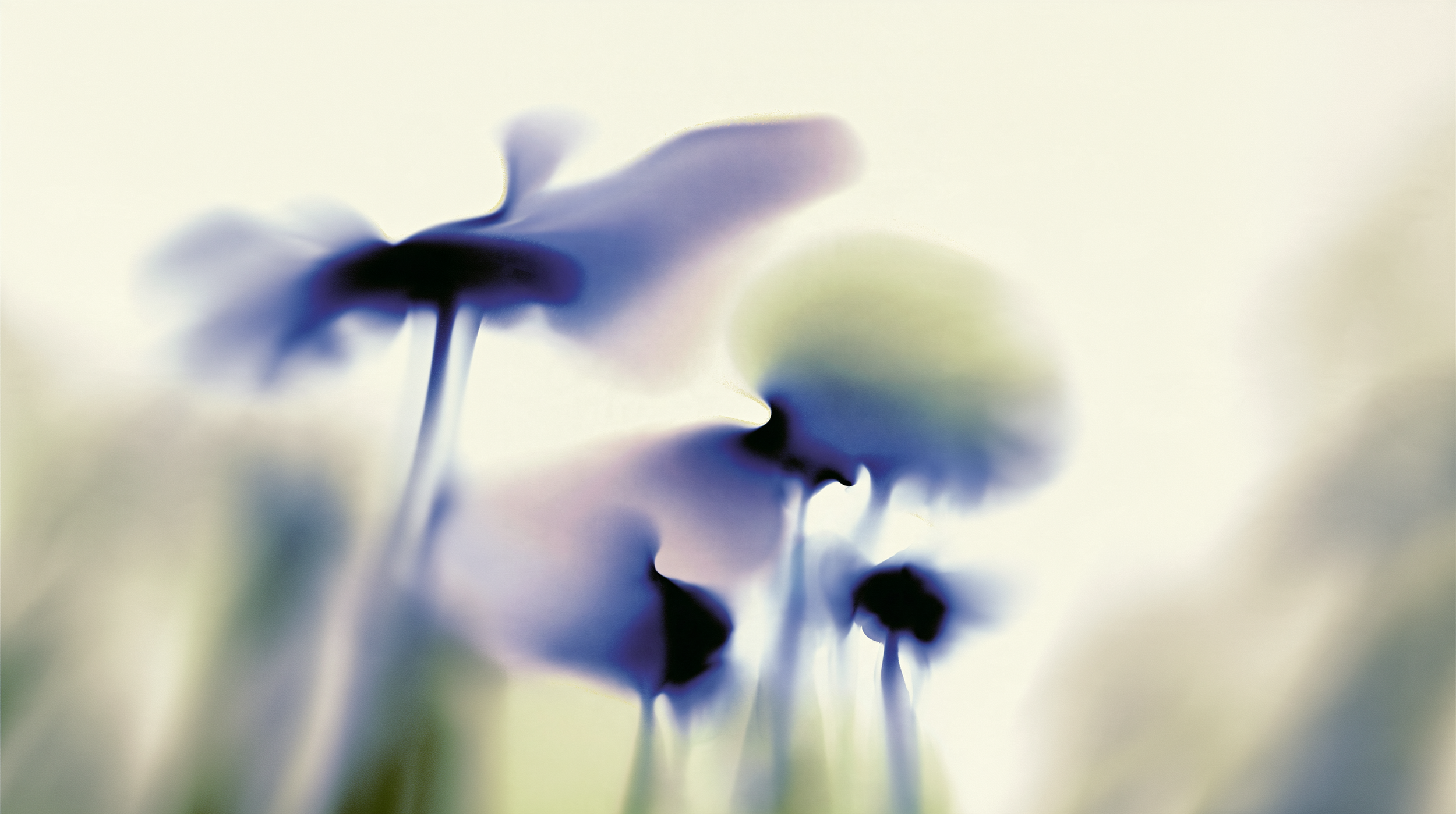 Abstract Flower_Schlott_Screensaver_2.png