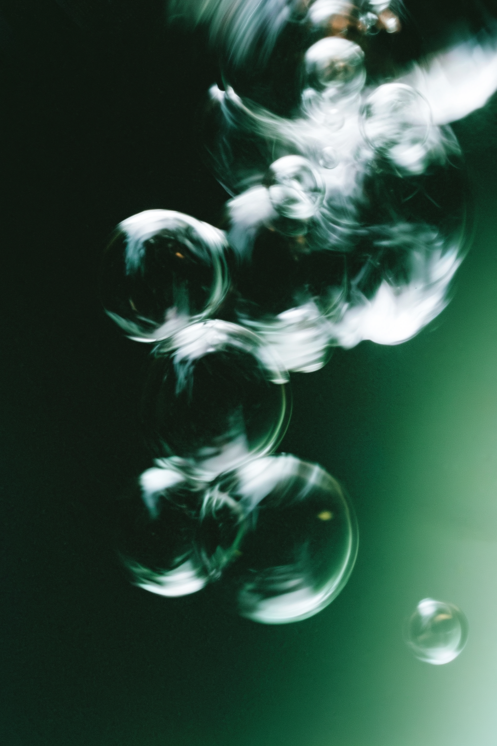 Cellular+Botanical+Fusion_Schlott_1.png