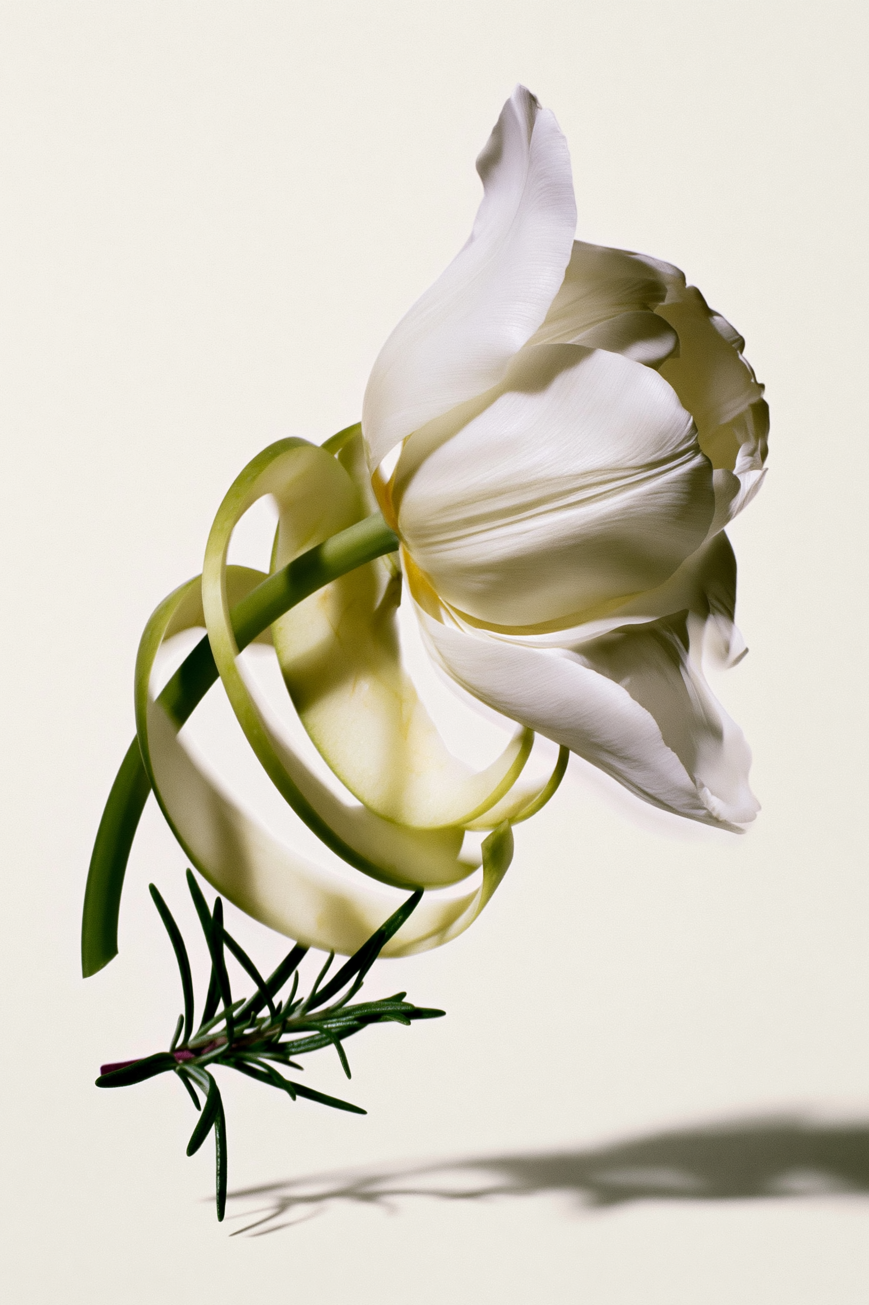 schlotterhose_botanical-notes_white-tulip-spiral.png