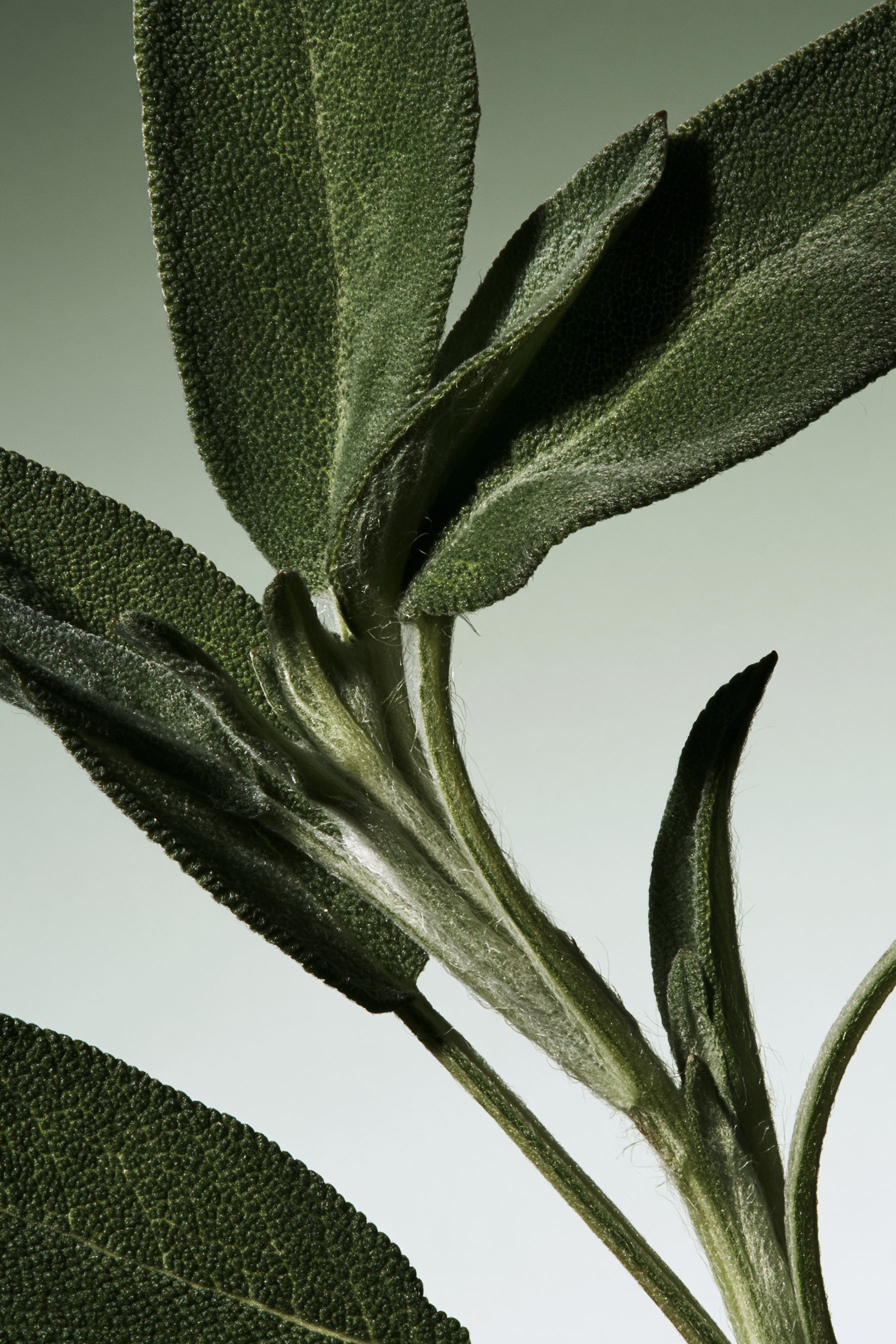 Sage_Botanical_4.png
