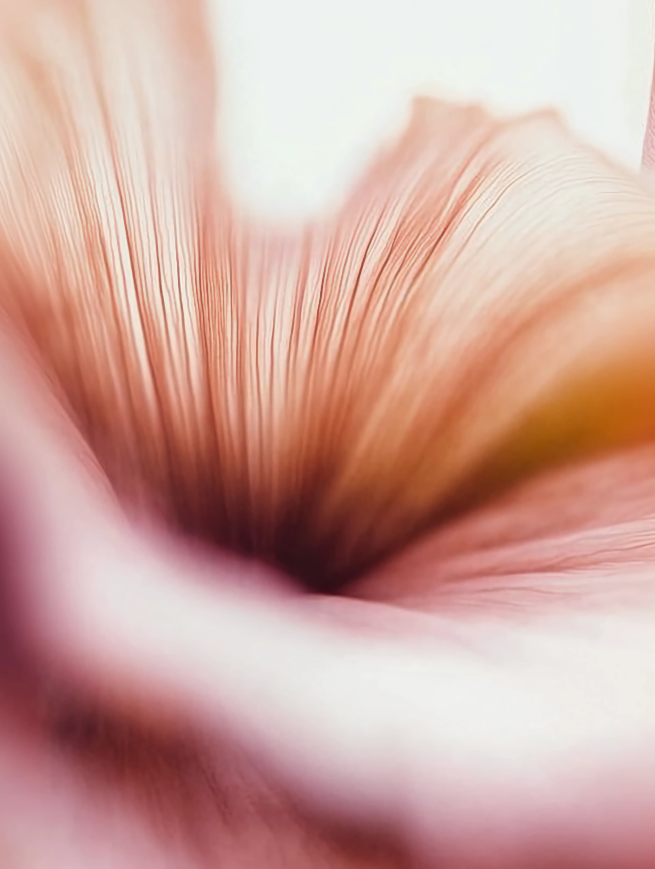 Whispers of Petal Waves.png