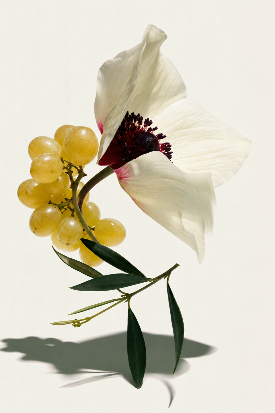 schlotterhose_botanical-notes_anemone-grape.png