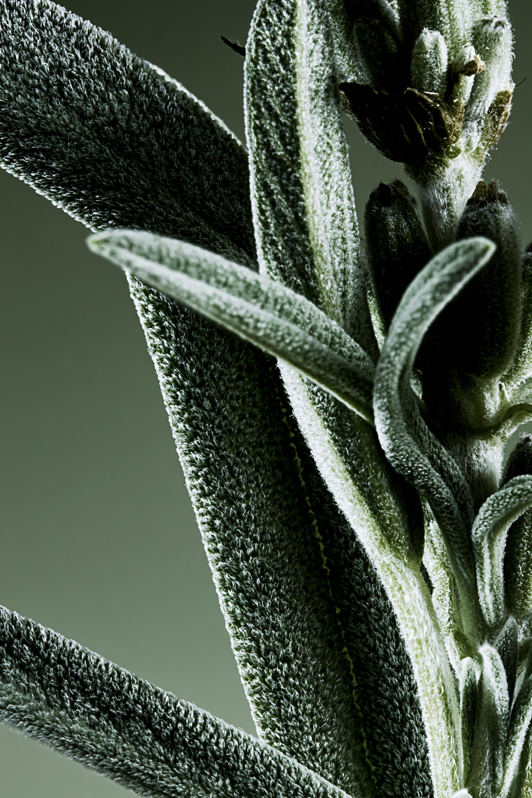 Sage_Botanical_2.png