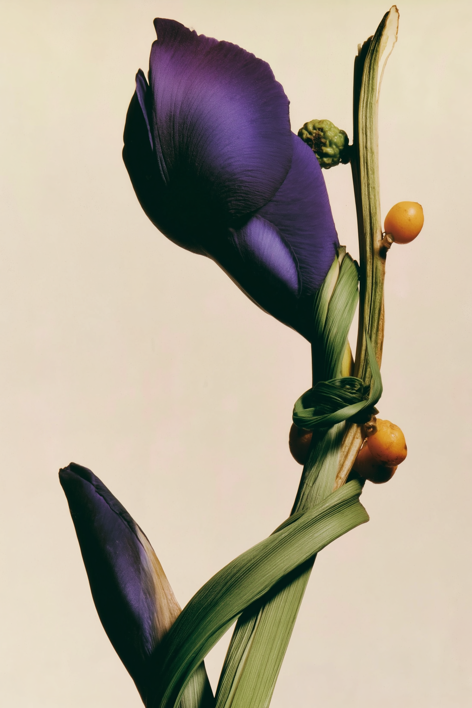 Violet Iris Stem_Schlott_1.png
