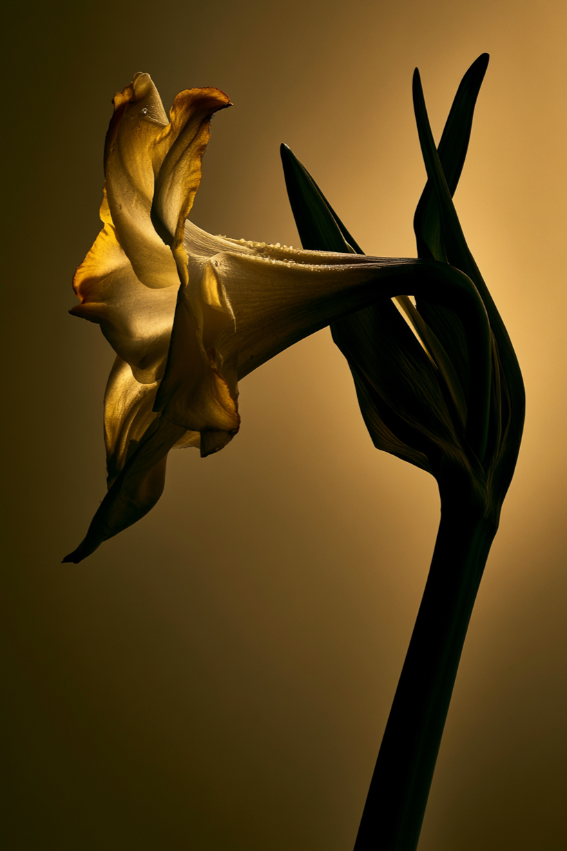 Faded+Iris+%E2%80%94+Fragrance+Botanical_Schlott_1.png