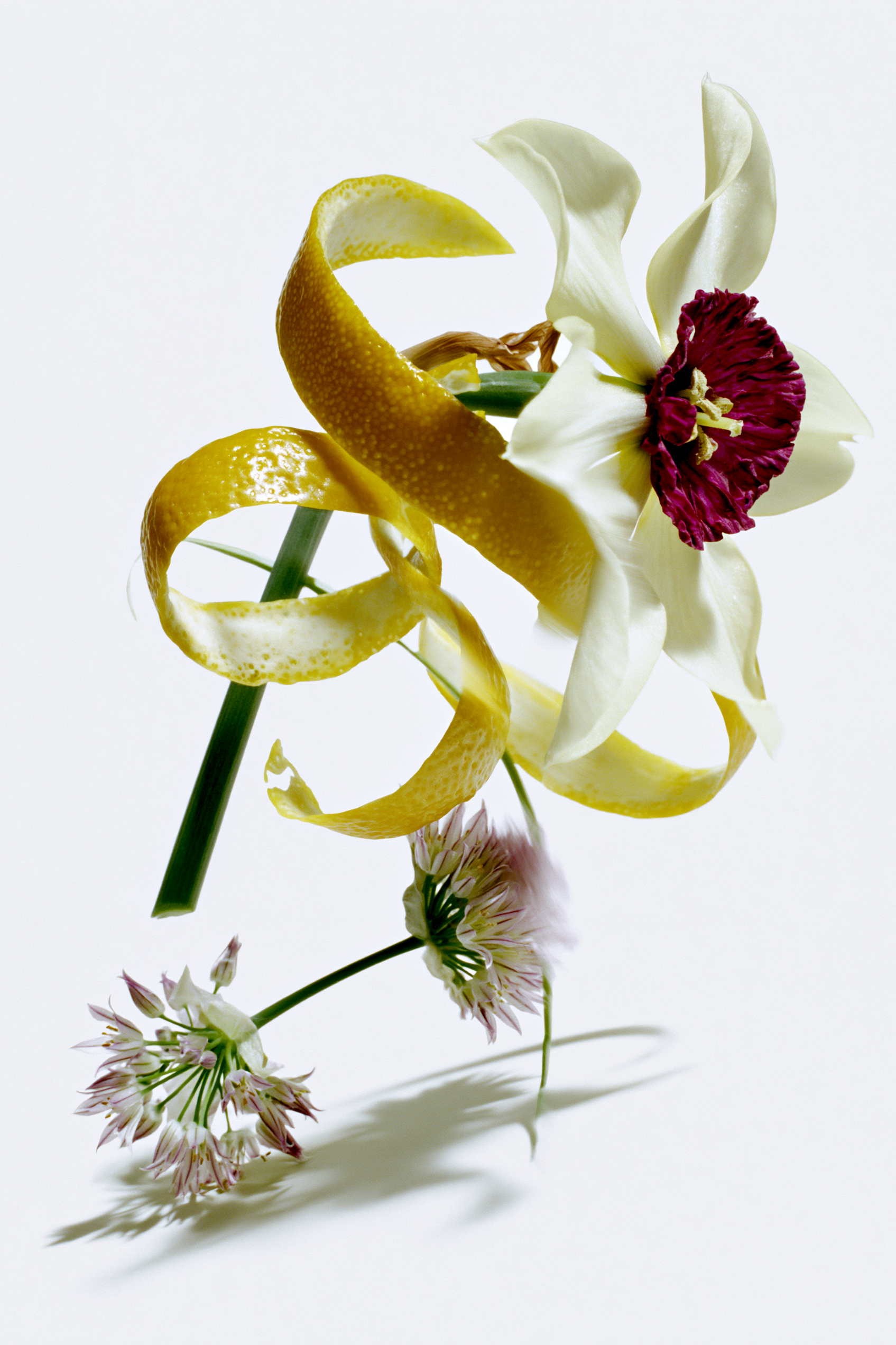 schlotterhose_botanical-notes_narcissus-citrus-peel.png