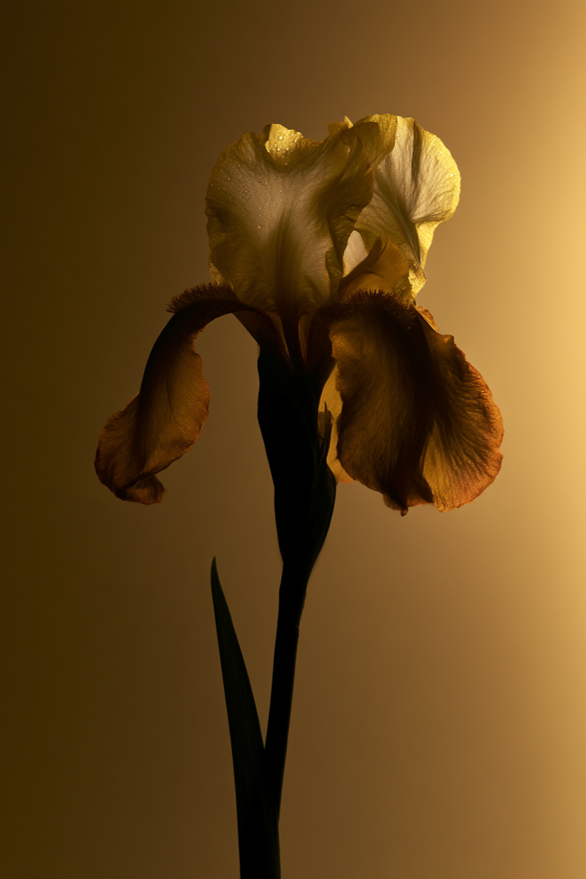 Golden+Iris_Schlott_1.png