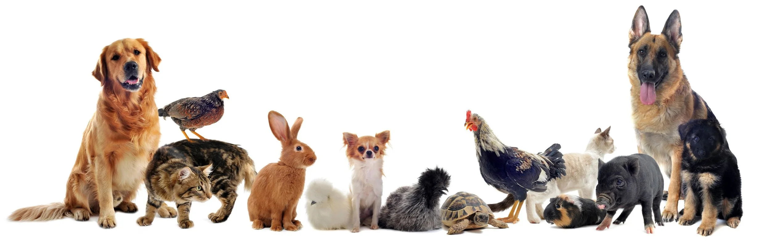 Little Free Pet Pantries