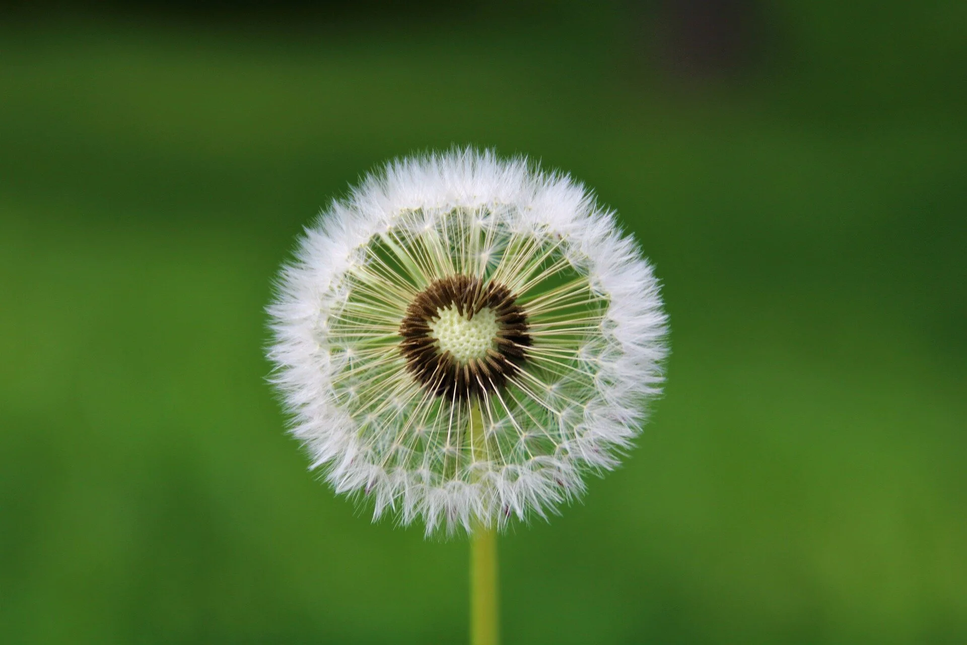 What's your wish?