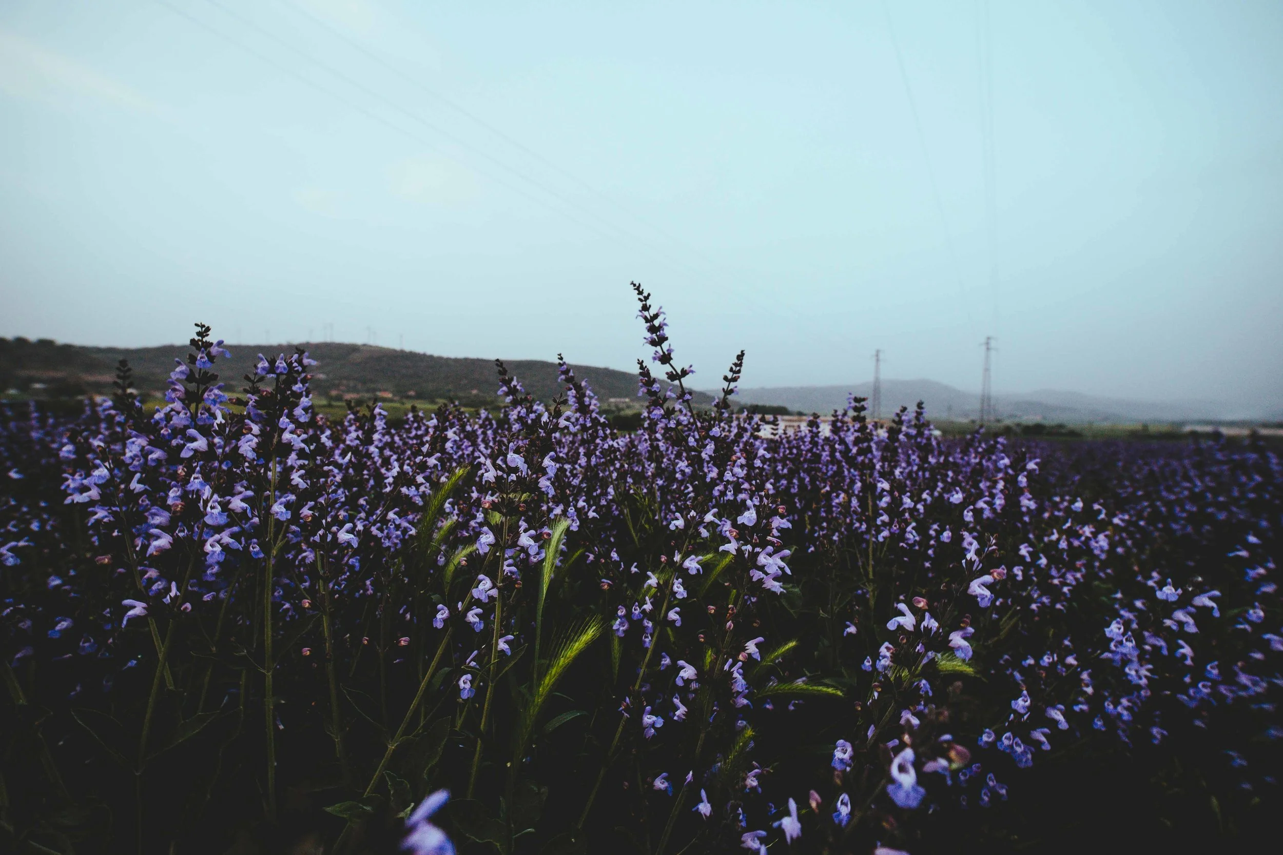 SUD_piana_sele_lavanda.jpg