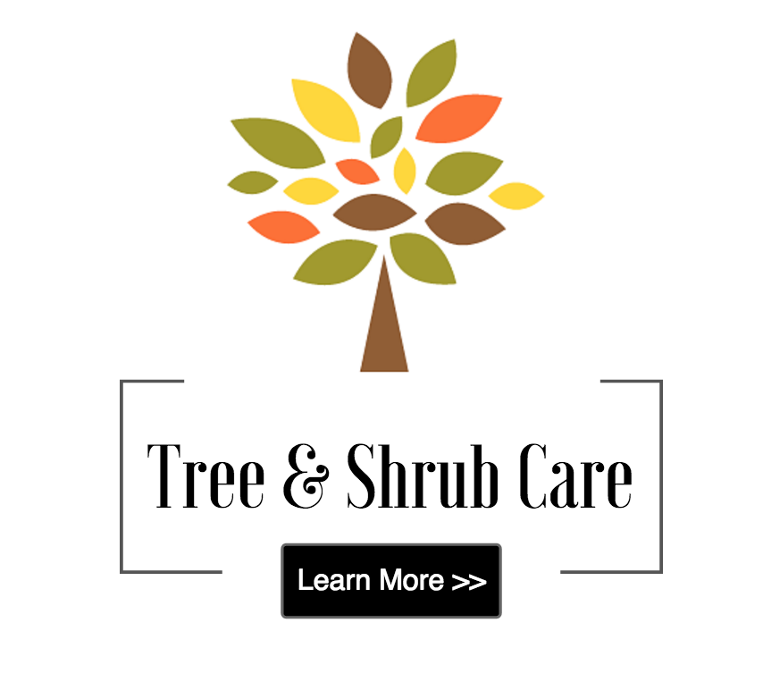 Tree & Shrub Care in Cold Spring, Beacon, Garrison, and Cortlandt Manor, NY