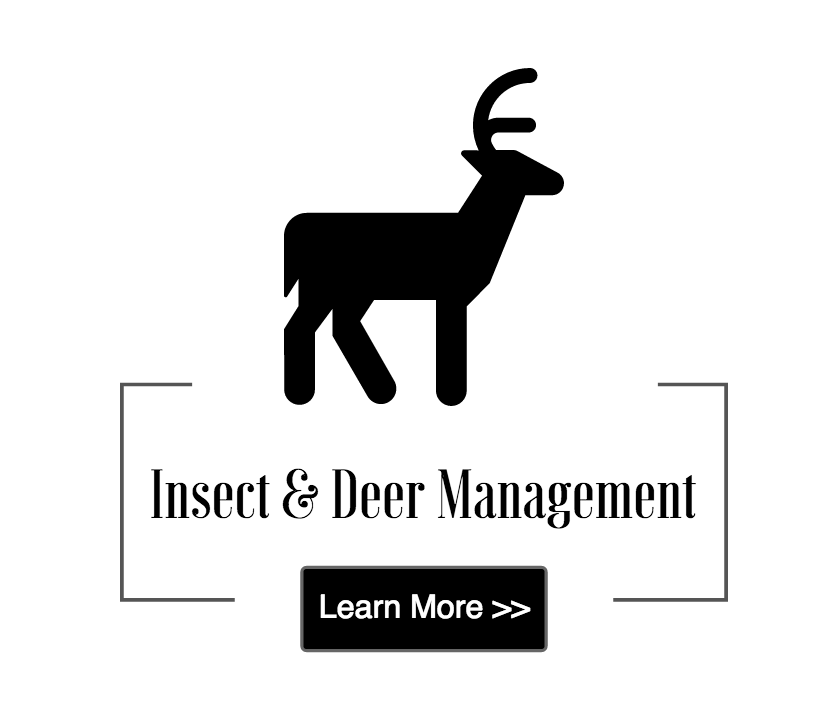 insect and deer management