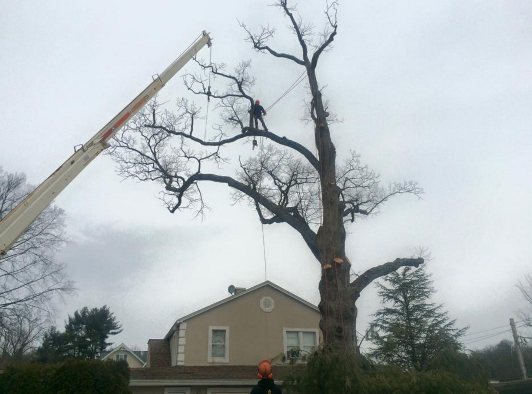 Cutting your tree down? 5 Things to Know First