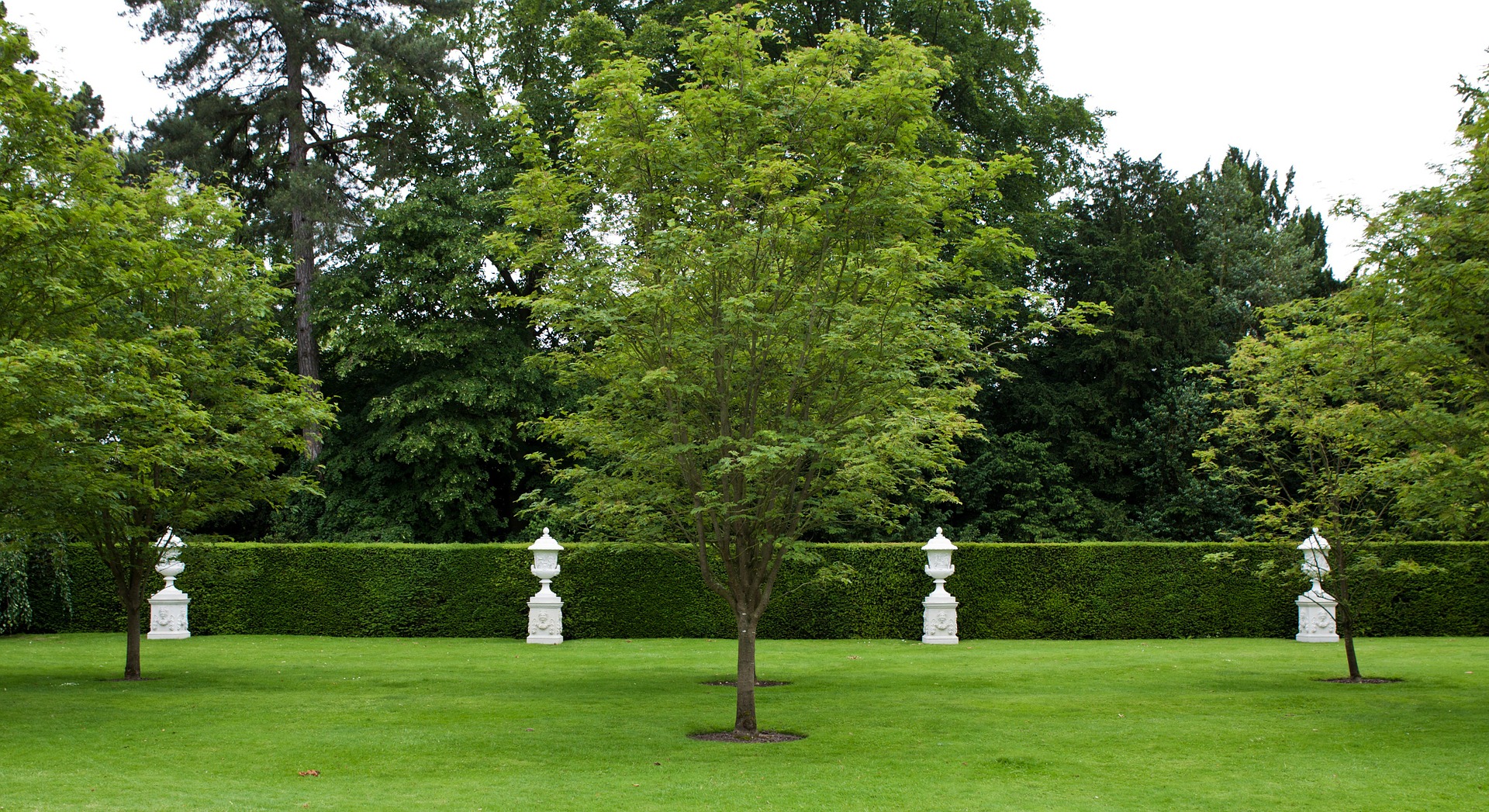 What Is the Difference Between Tree Pruning Versus Tree Trimming?