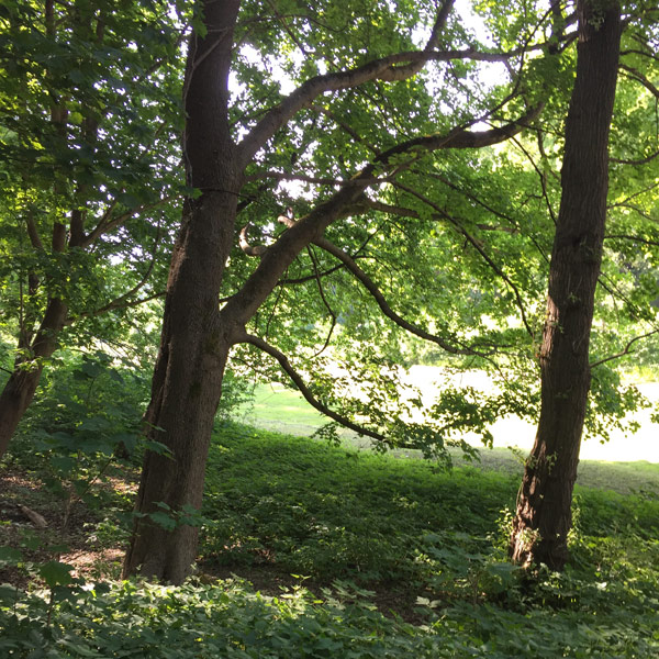 trees_square.jpg