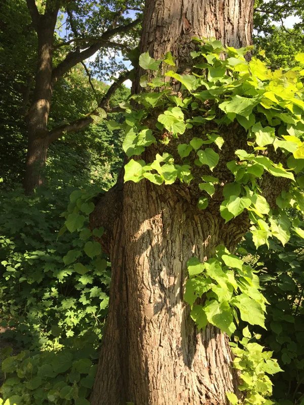 tree_closeup.jpg