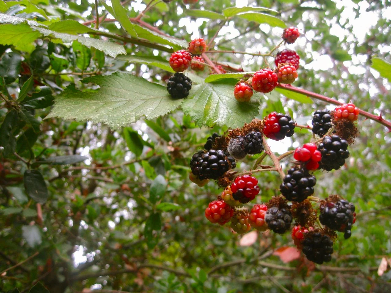 Camping near Santa Cruz