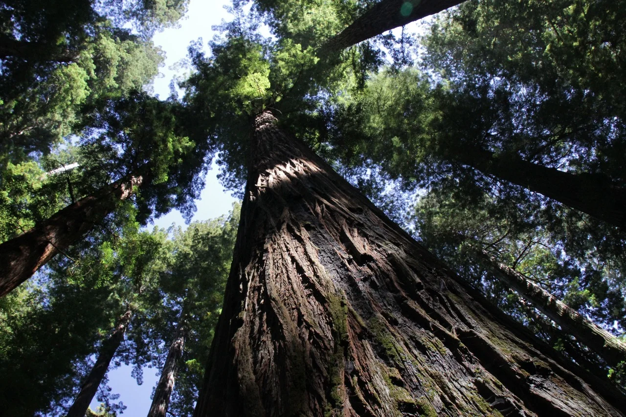 Redwoods (Last Hurrah in California)