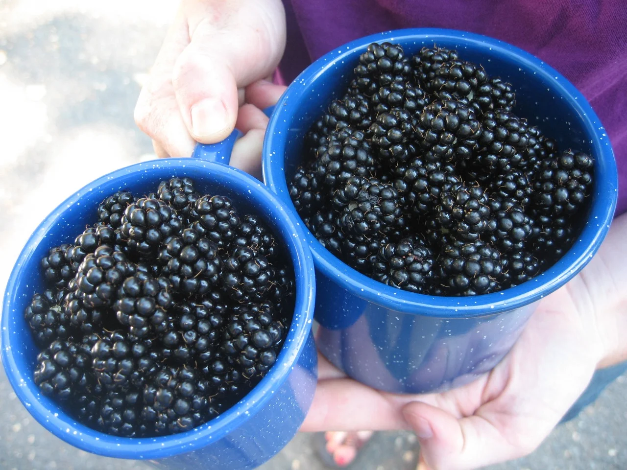 A Quick Dip & Wild Blackberries